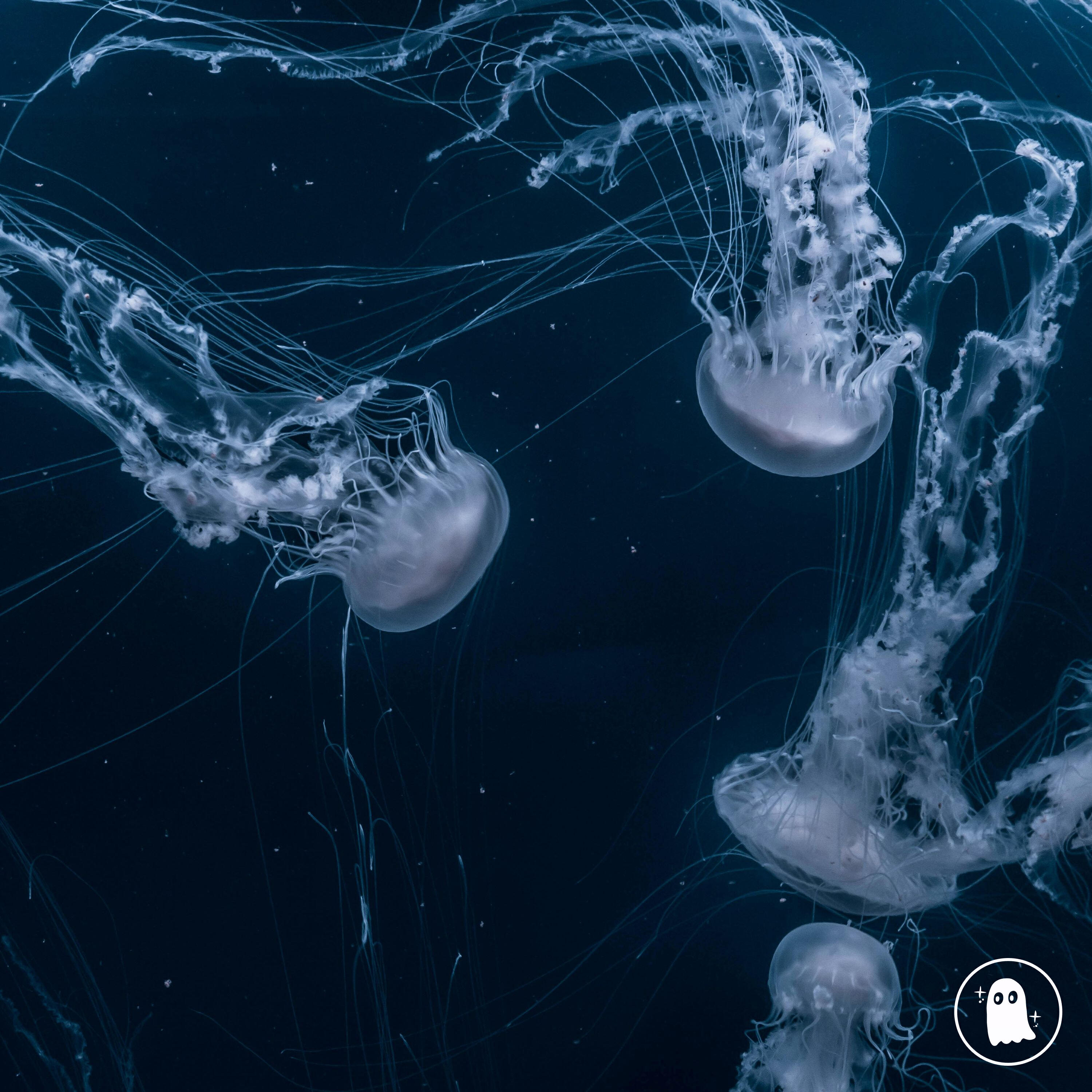 Релиз plunge