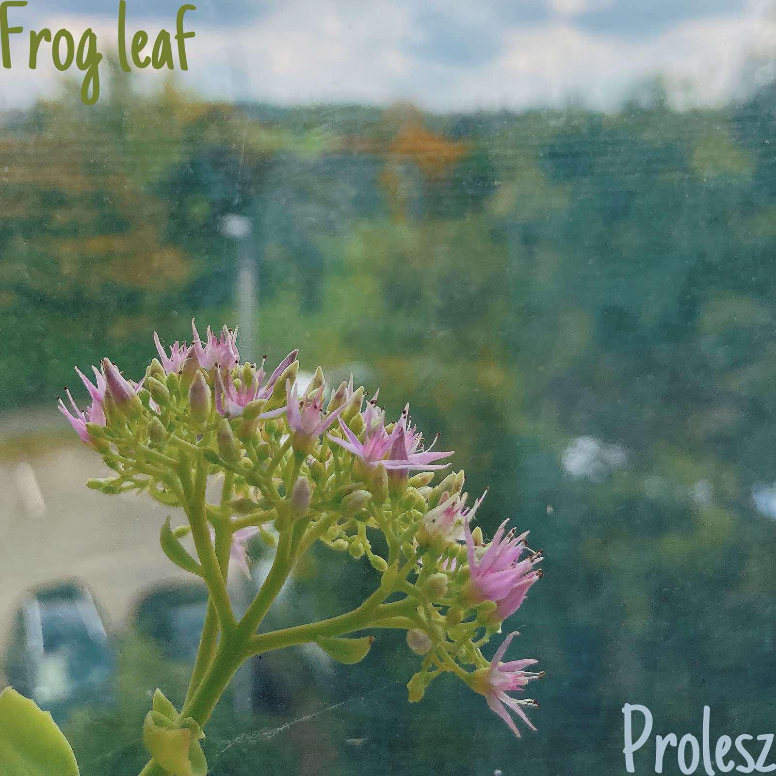 Релиз Frog leaf
