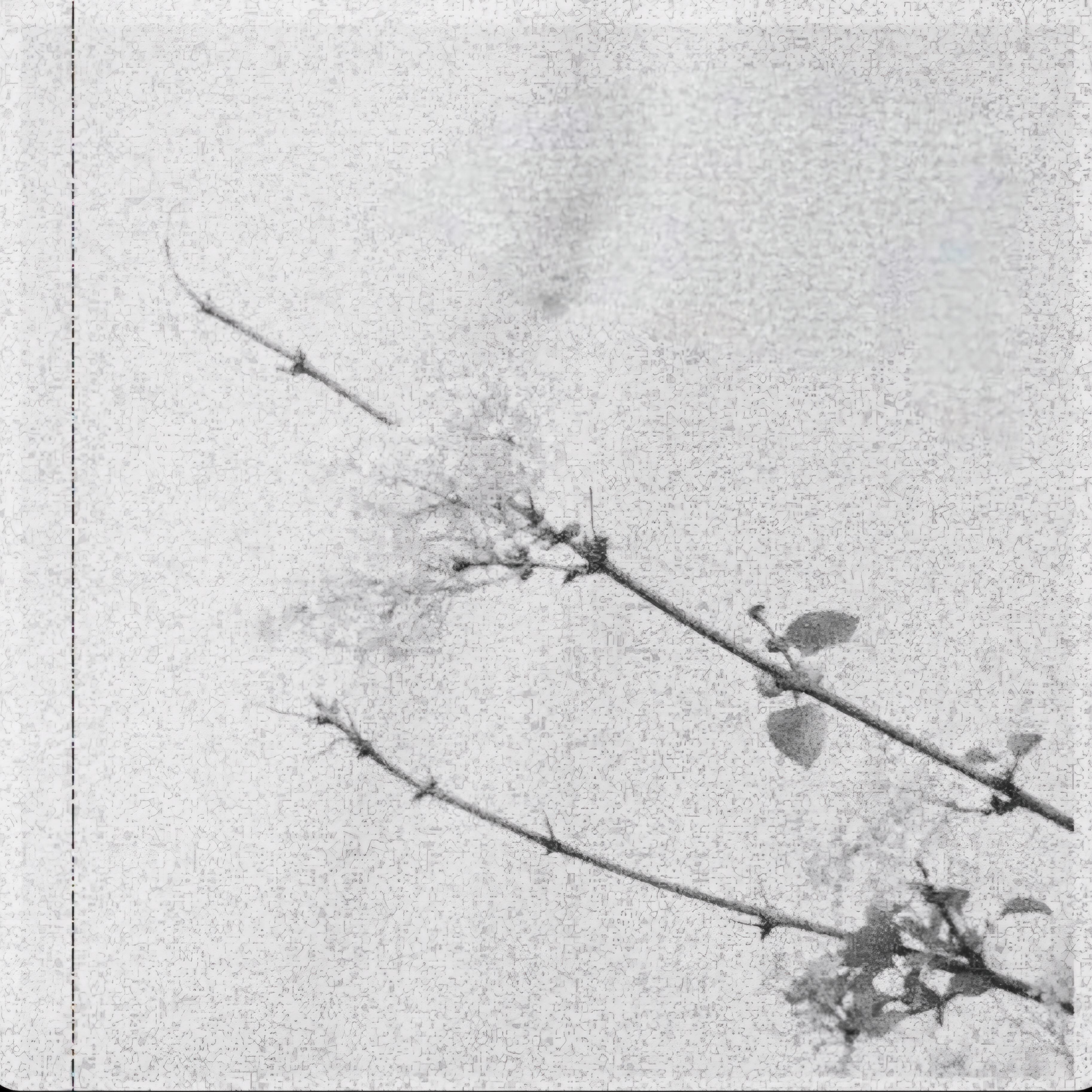 Релиз Haruame