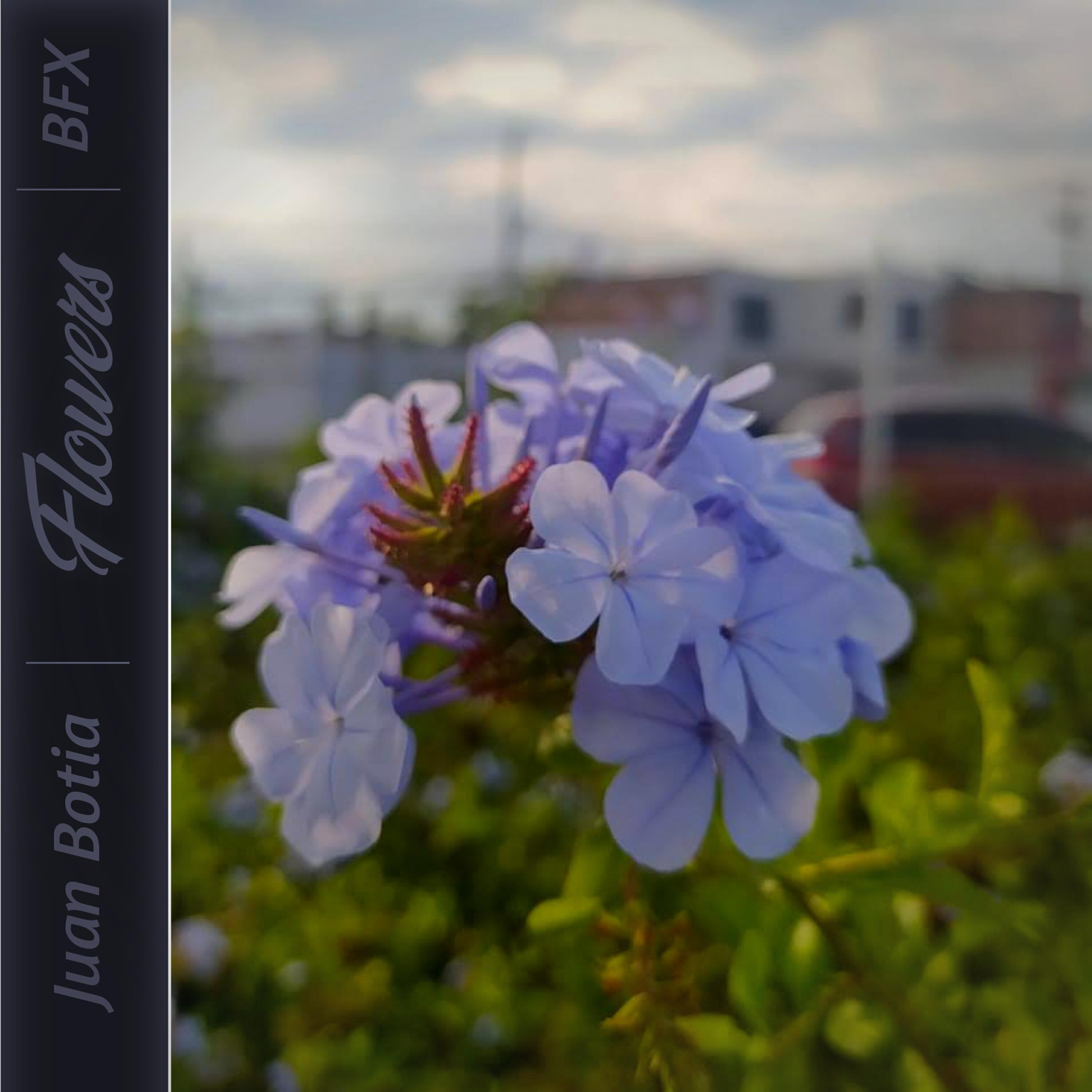 Релиз Flowers