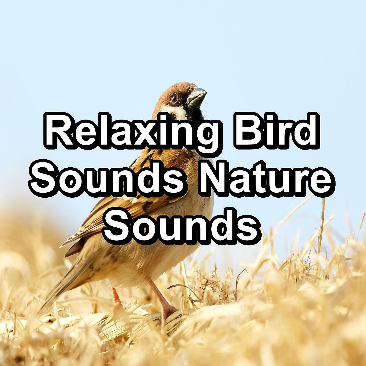Релиз Relaxing Bird Sounds Nature Sounds