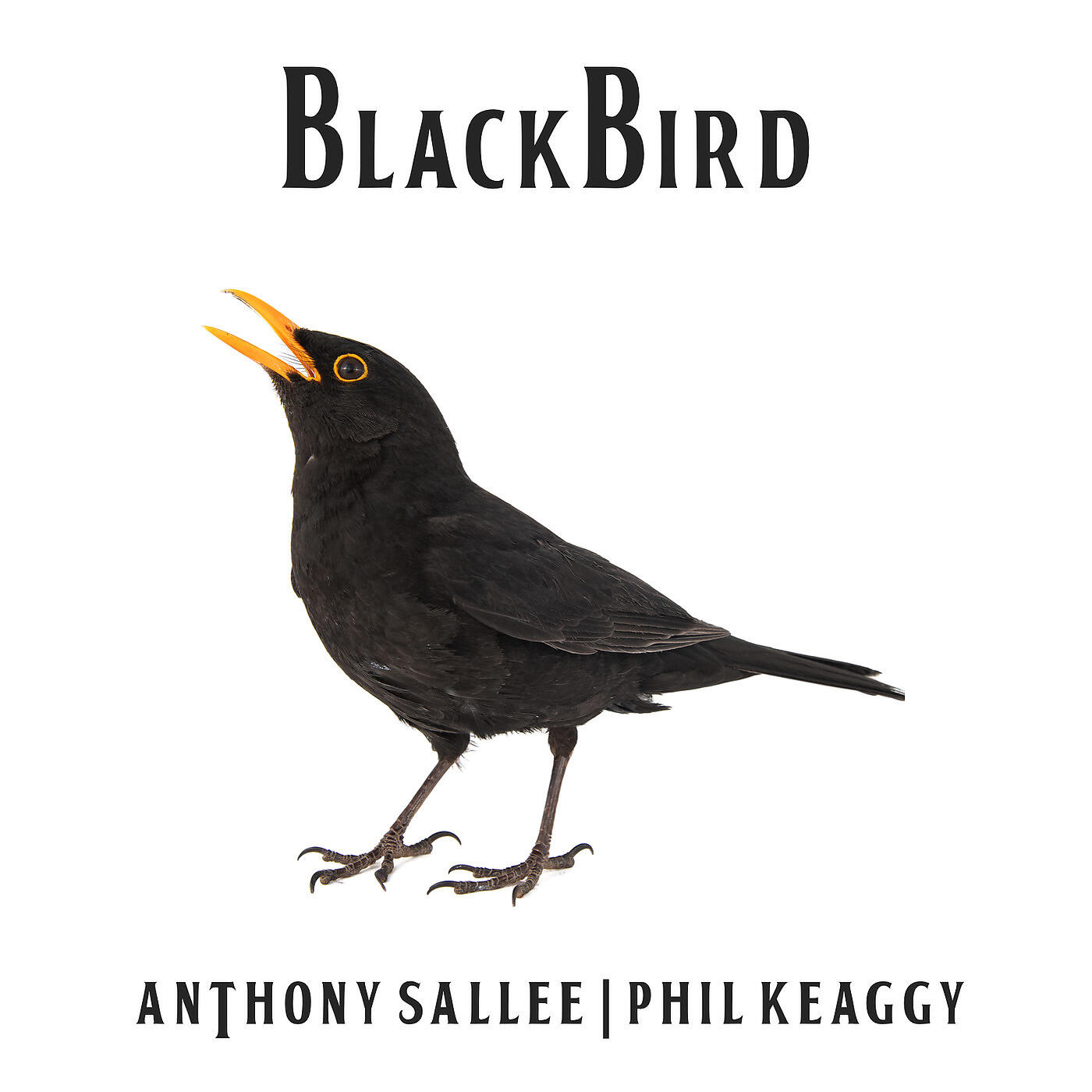 Релиз Blackbird