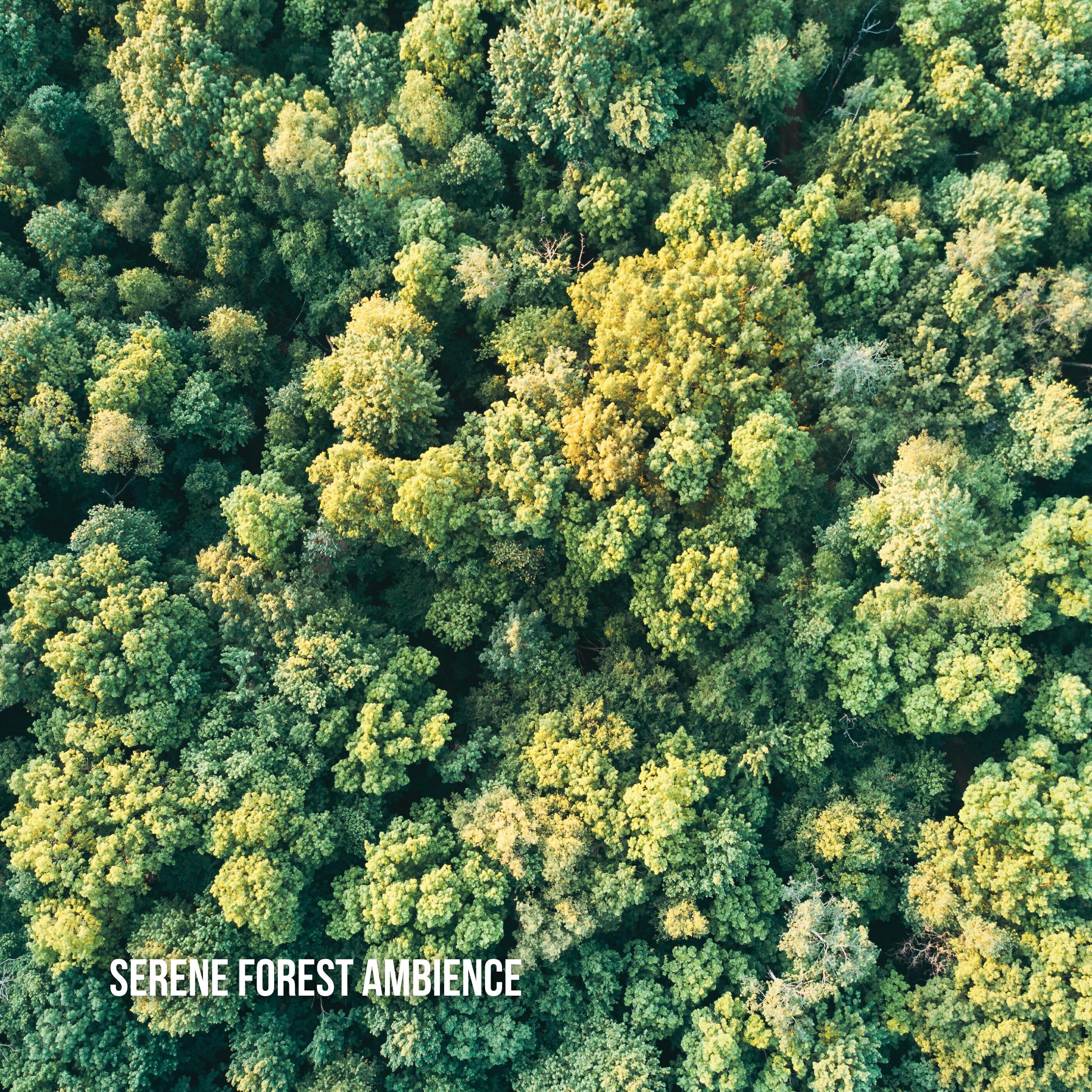 Релиз Serene Forest Ambience