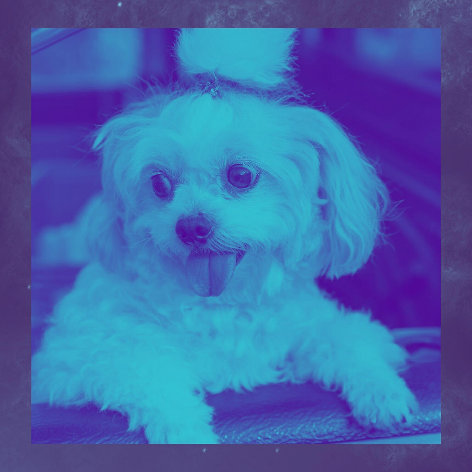 Dog Jazz Sounds