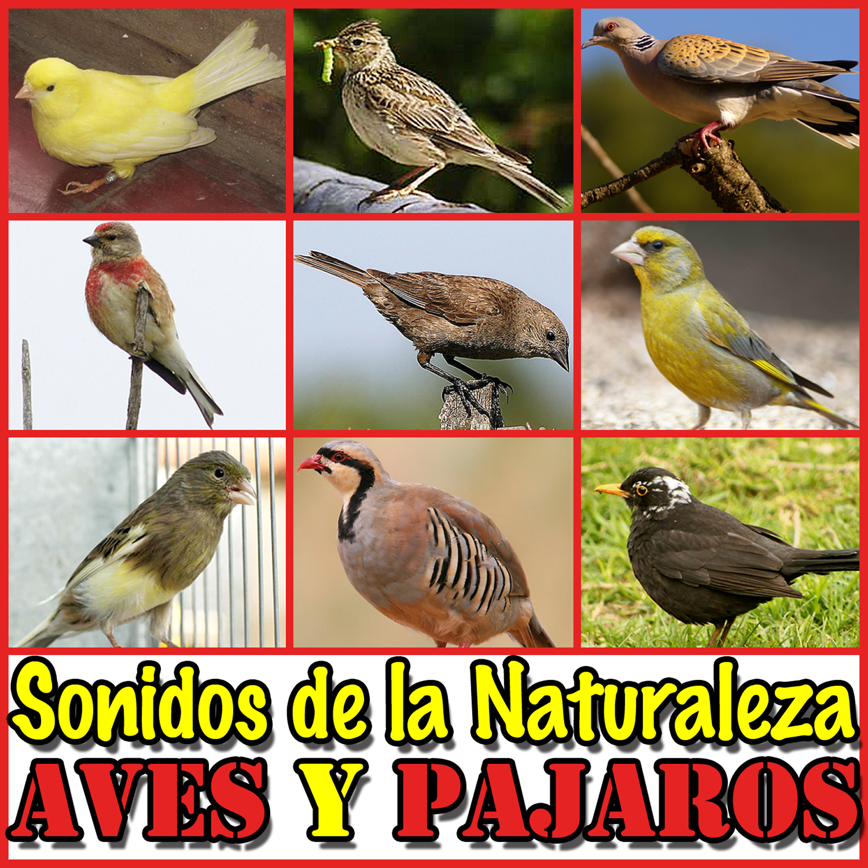 Релиз Sonidos de la Naturaleza. Aves y Pajaros