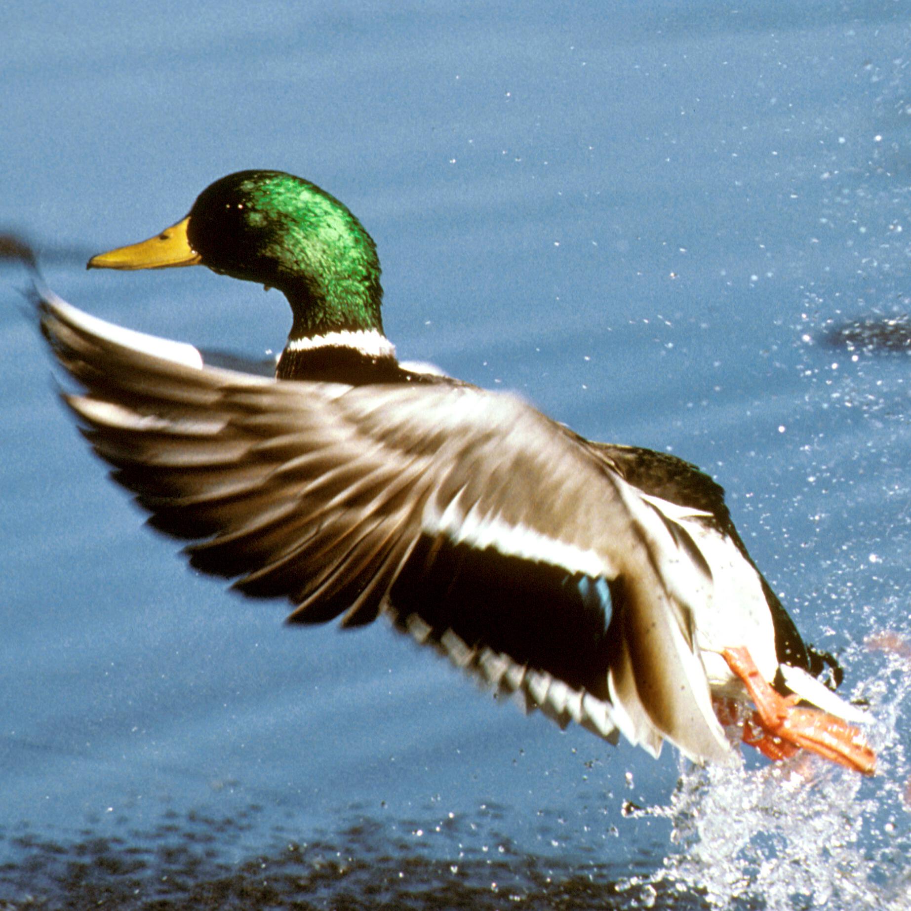 Релиз Grey Duck (Deep House Remix)