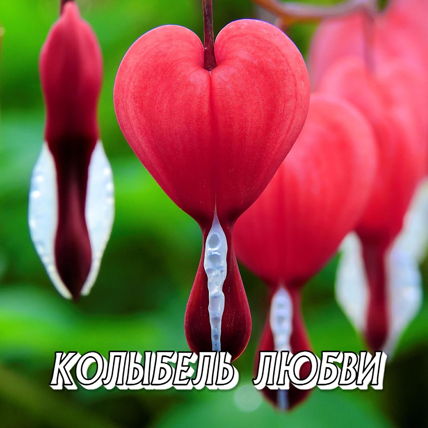 Постер альбома КОЛЫБЕЛЬ ЛЮБВИ
