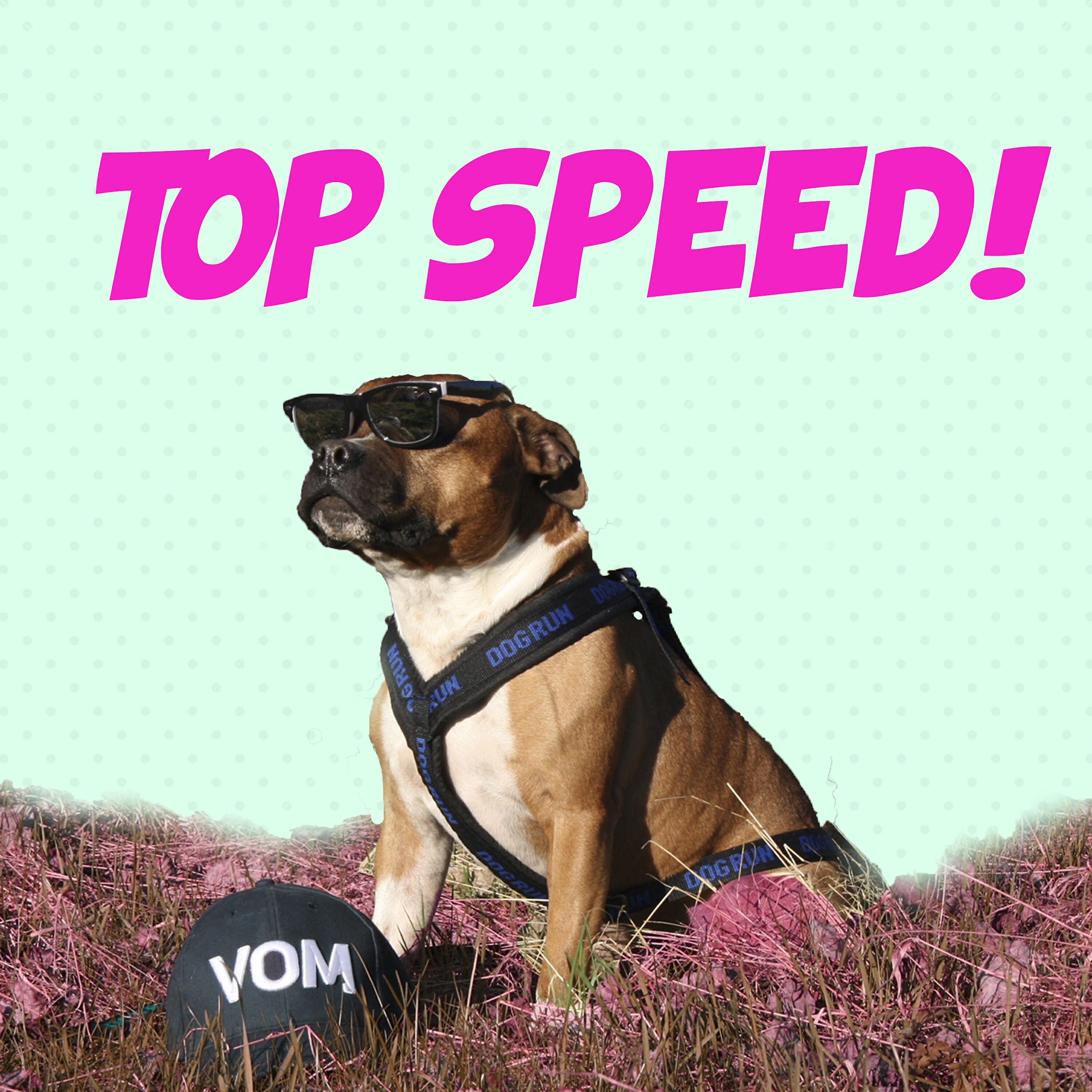 Релиз Top Speed