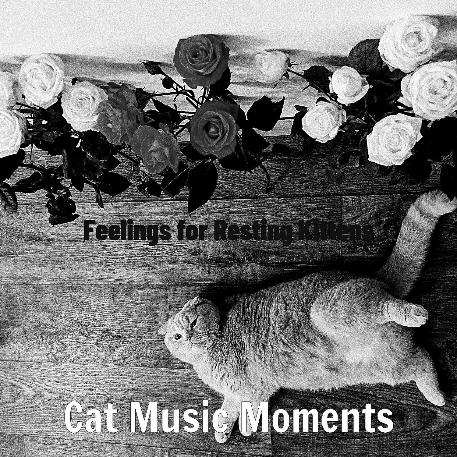 Релиз Feelings for Resting Kittens