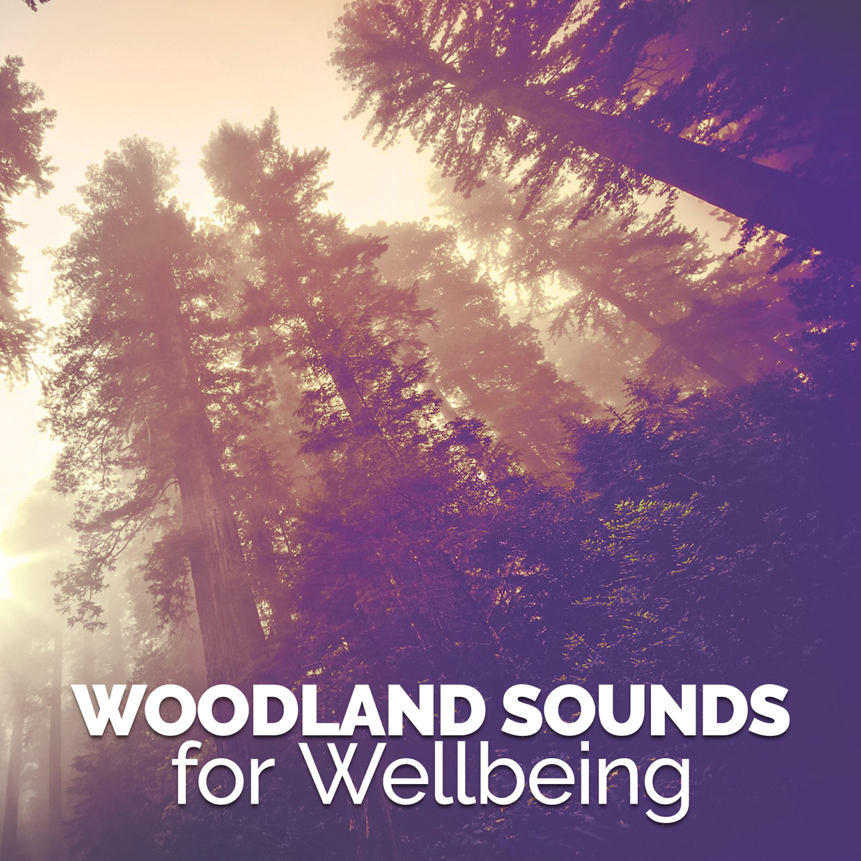 Релиз Woodland Sounds for Wellbeing