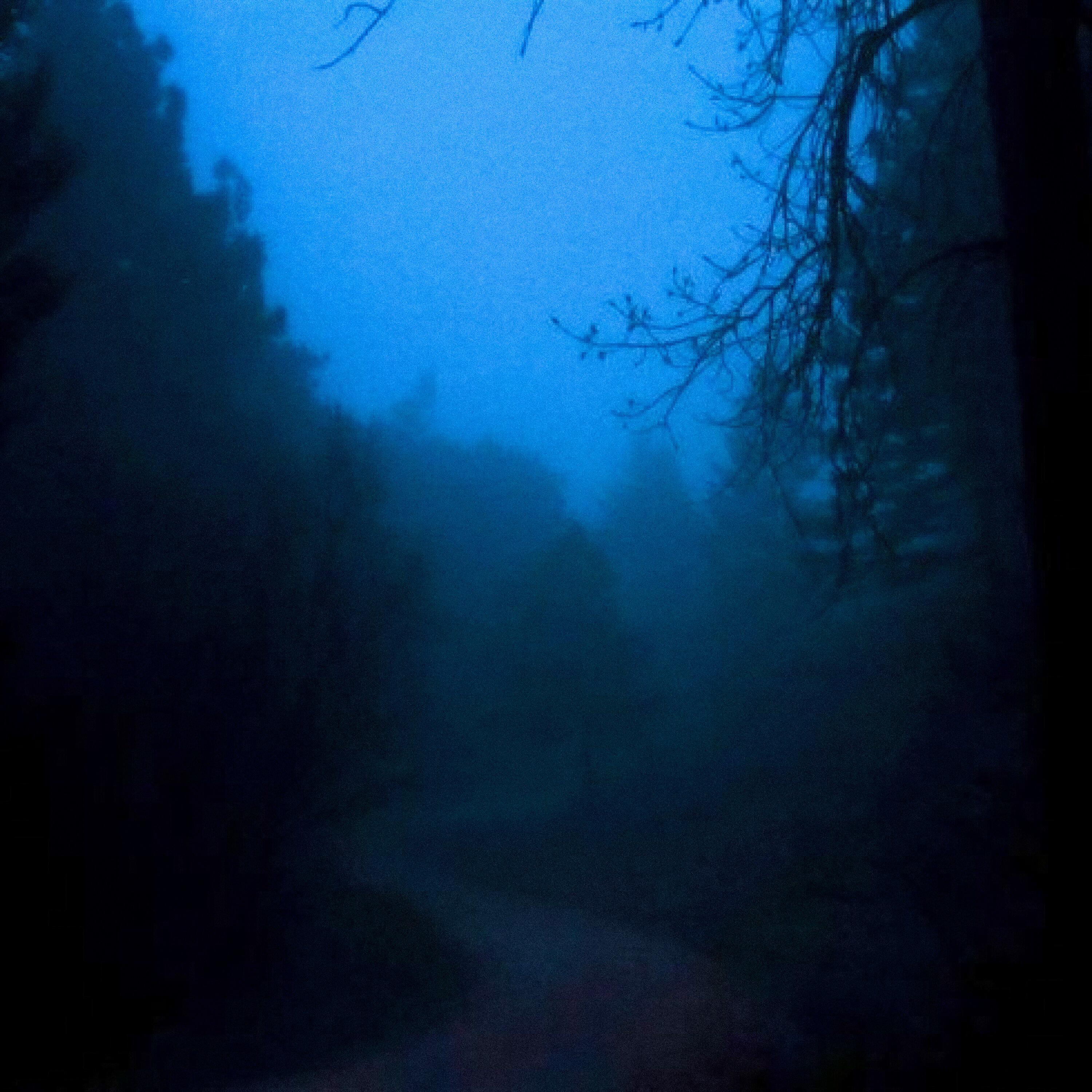 Релиз morning forest