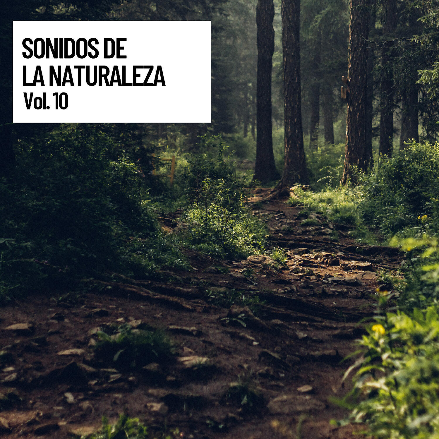 Релиз Sonidos de la naturaleza vol. 10, sonidos de la naturaleza
