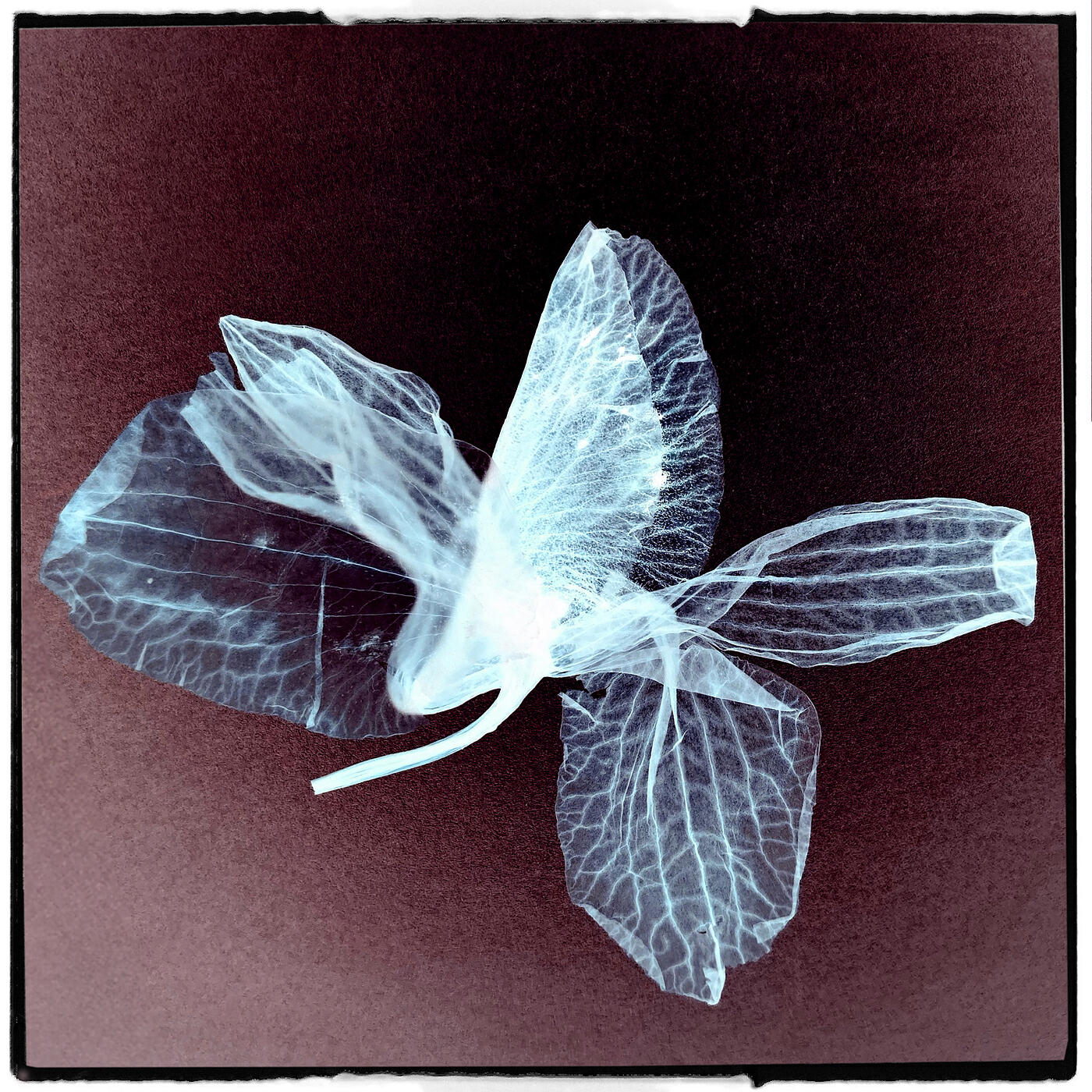 Релиз Sweet Angel