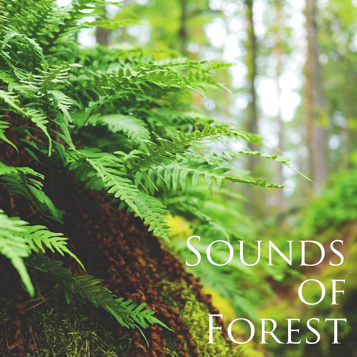 Релиз Sounds of Forest