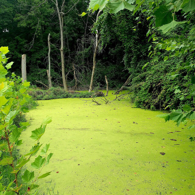 Релиз Herring Run Eclogue