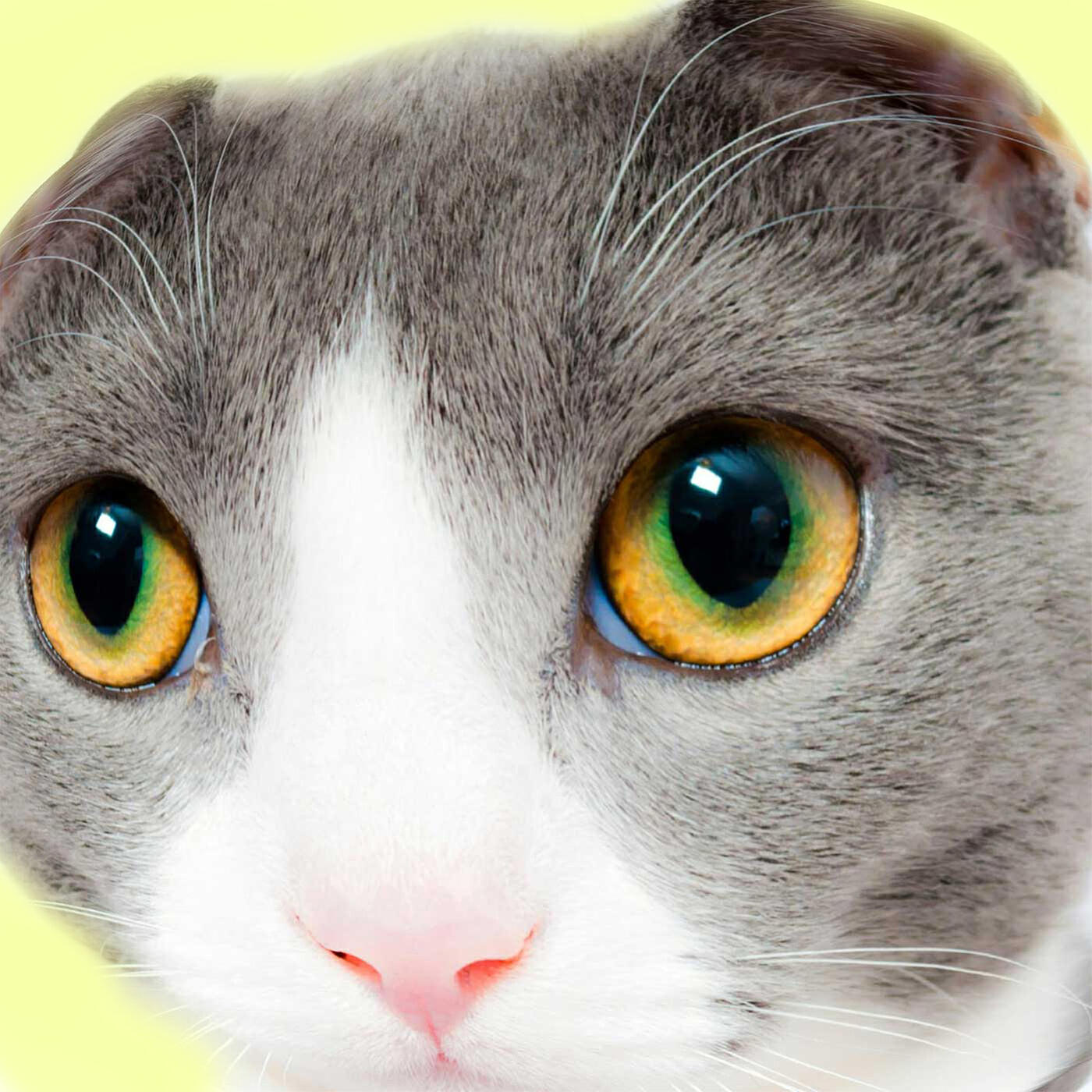 Релиз Catsphere