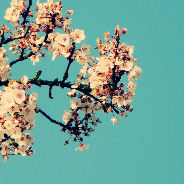 Релиз Magnolia