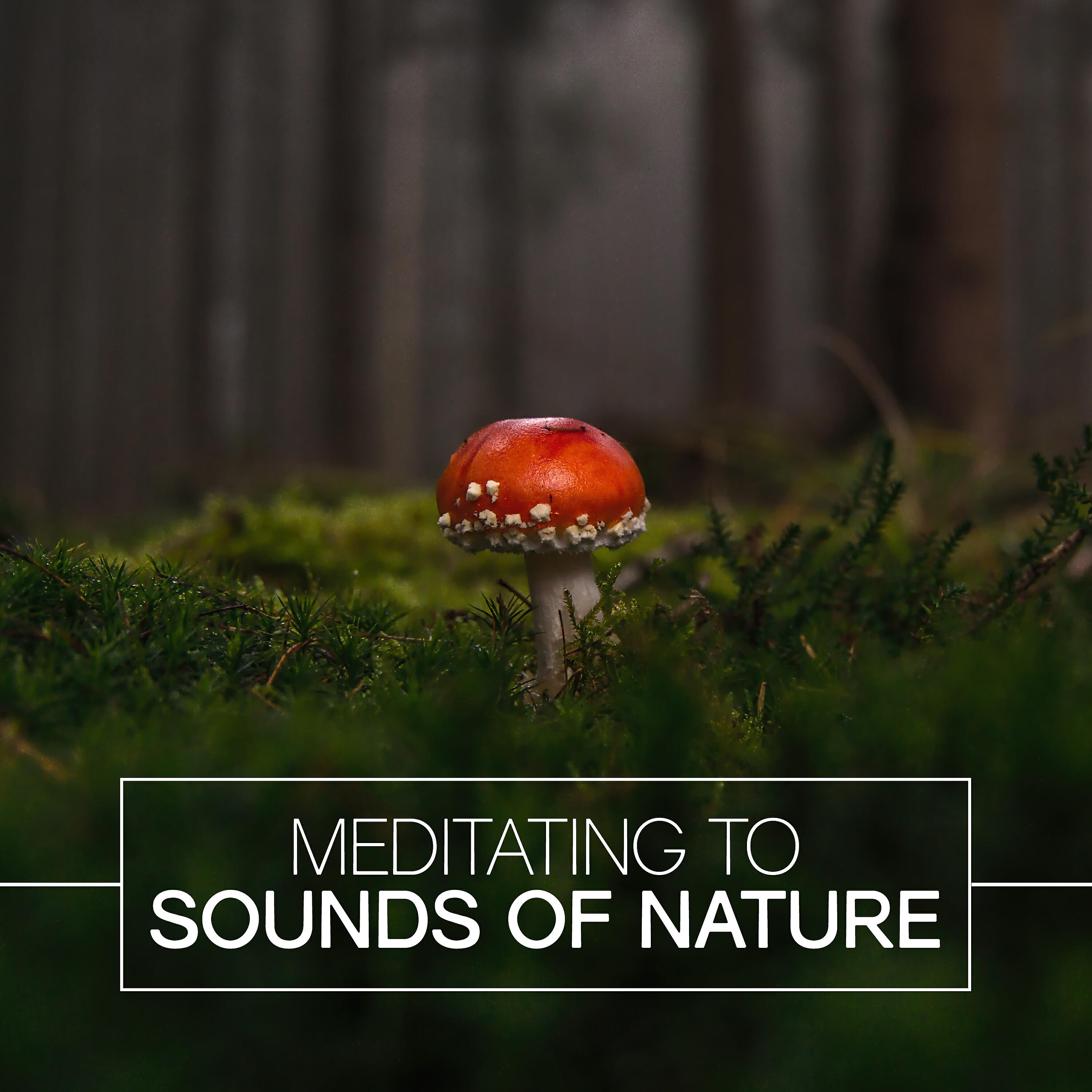 Релиз Meditating to Sounds of Nature
