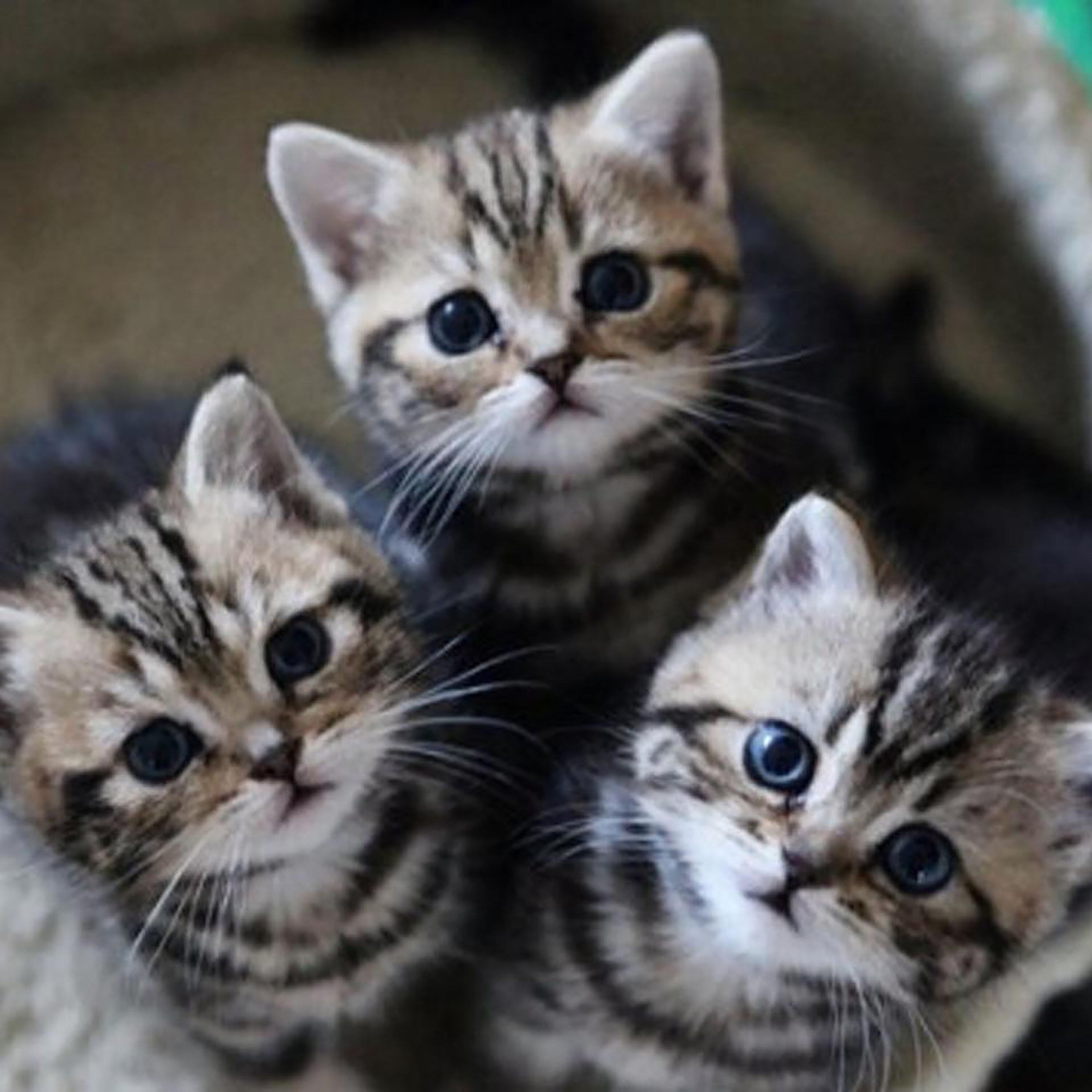 Релиз Mew