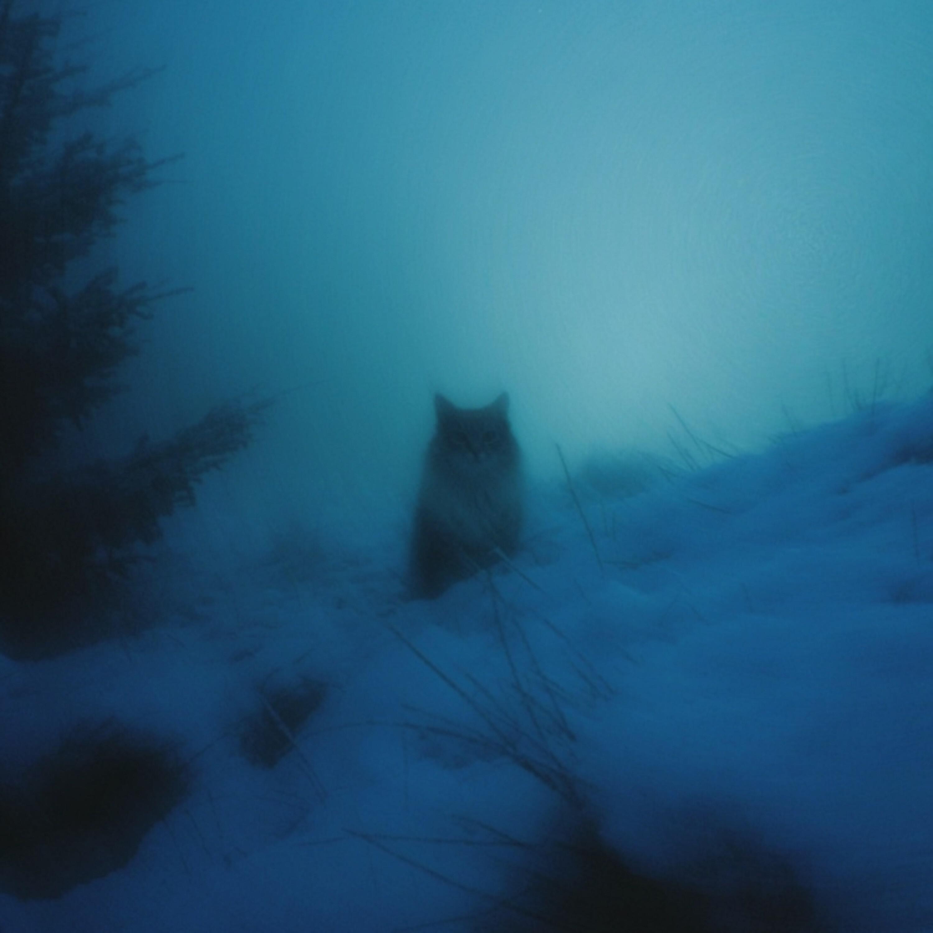 Релиз fluorescent