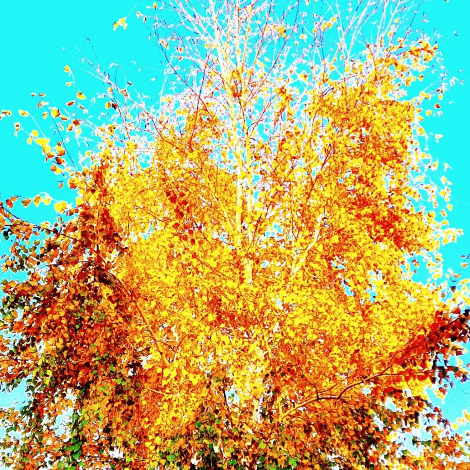 Релиз In the autumn sky