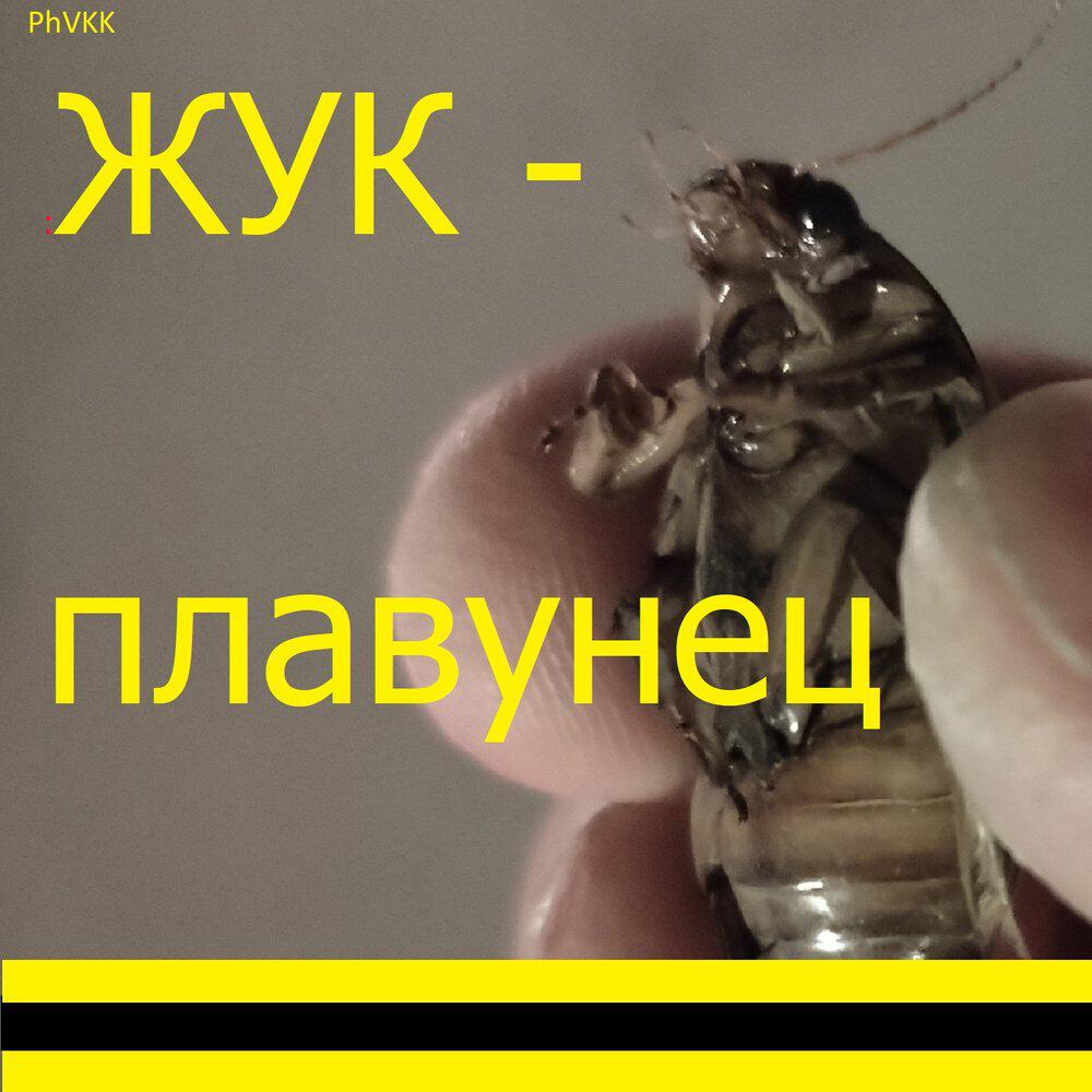 Релиз Жук-плавунец