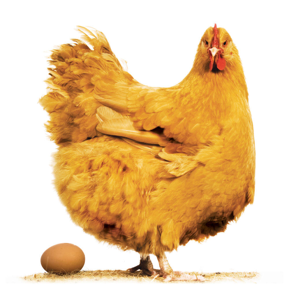 Релиз Chicken Song (Bass Boosted)