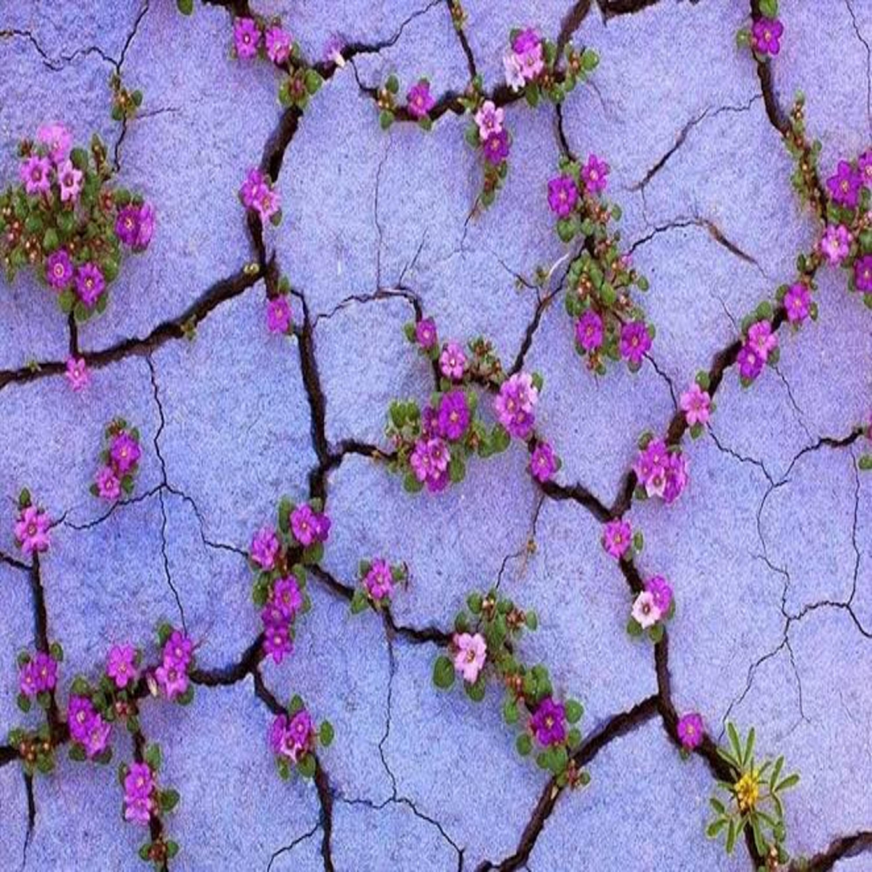 Релиз Blossom in the Desert