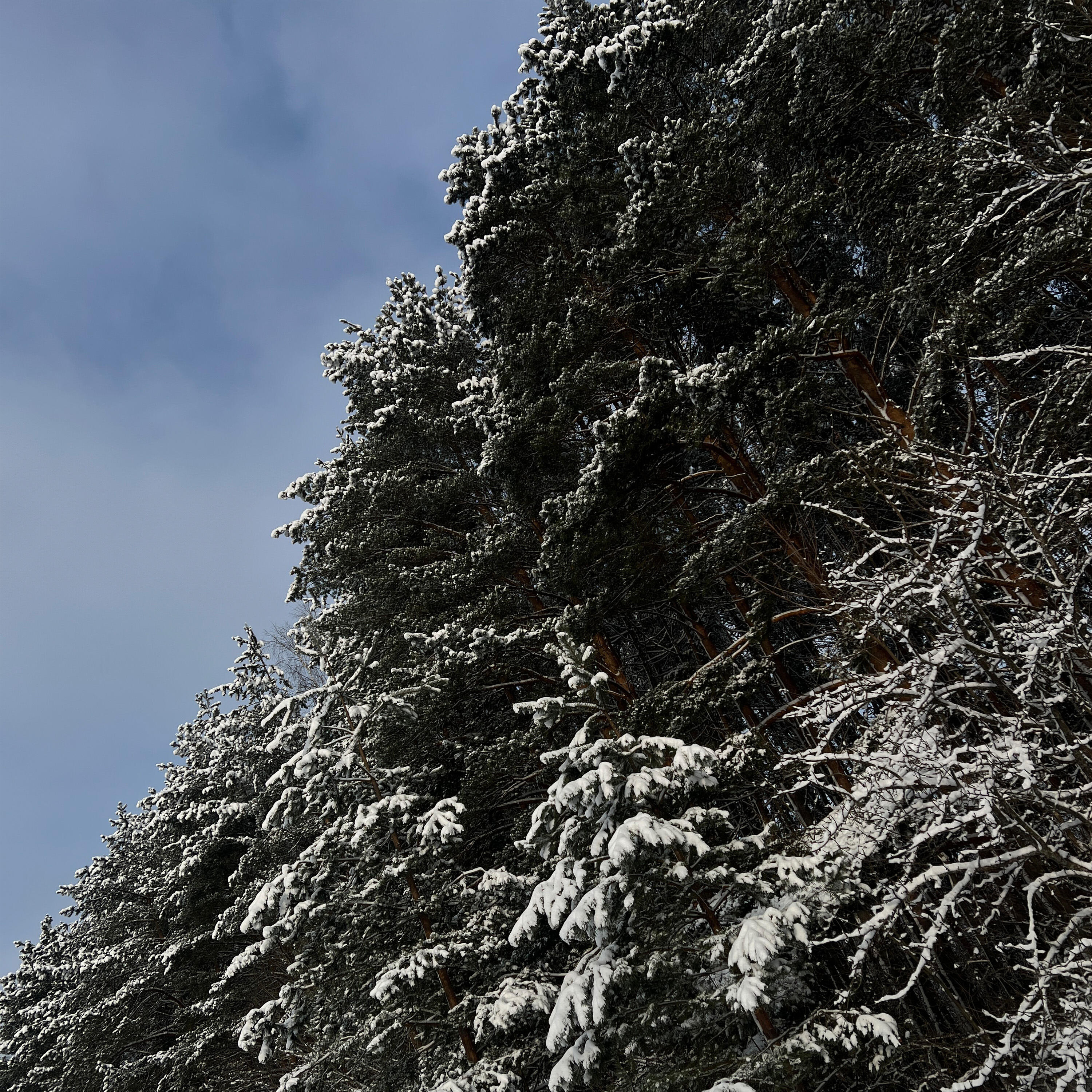Релиз покрывало