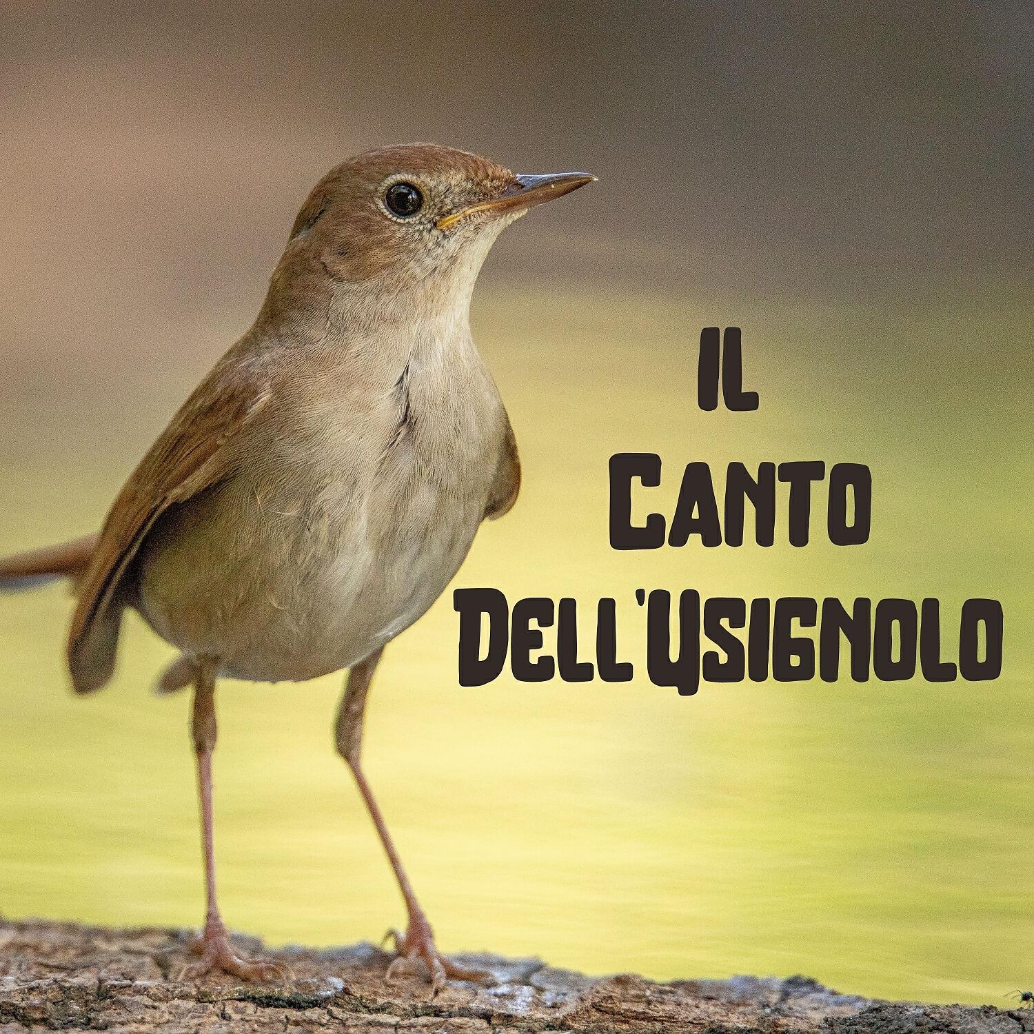 Релиз Il Canto Dell'usignolo