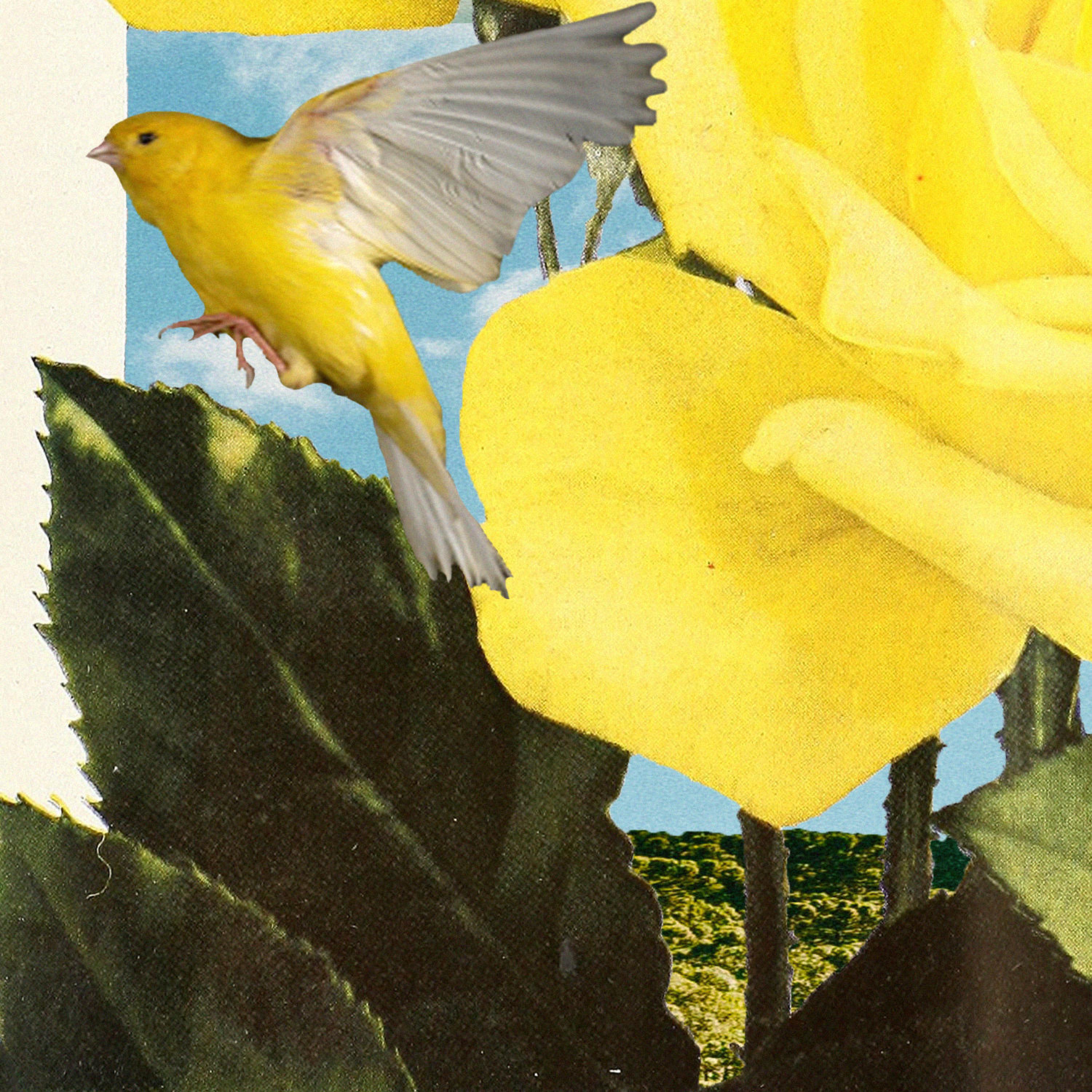 Релиз Canary