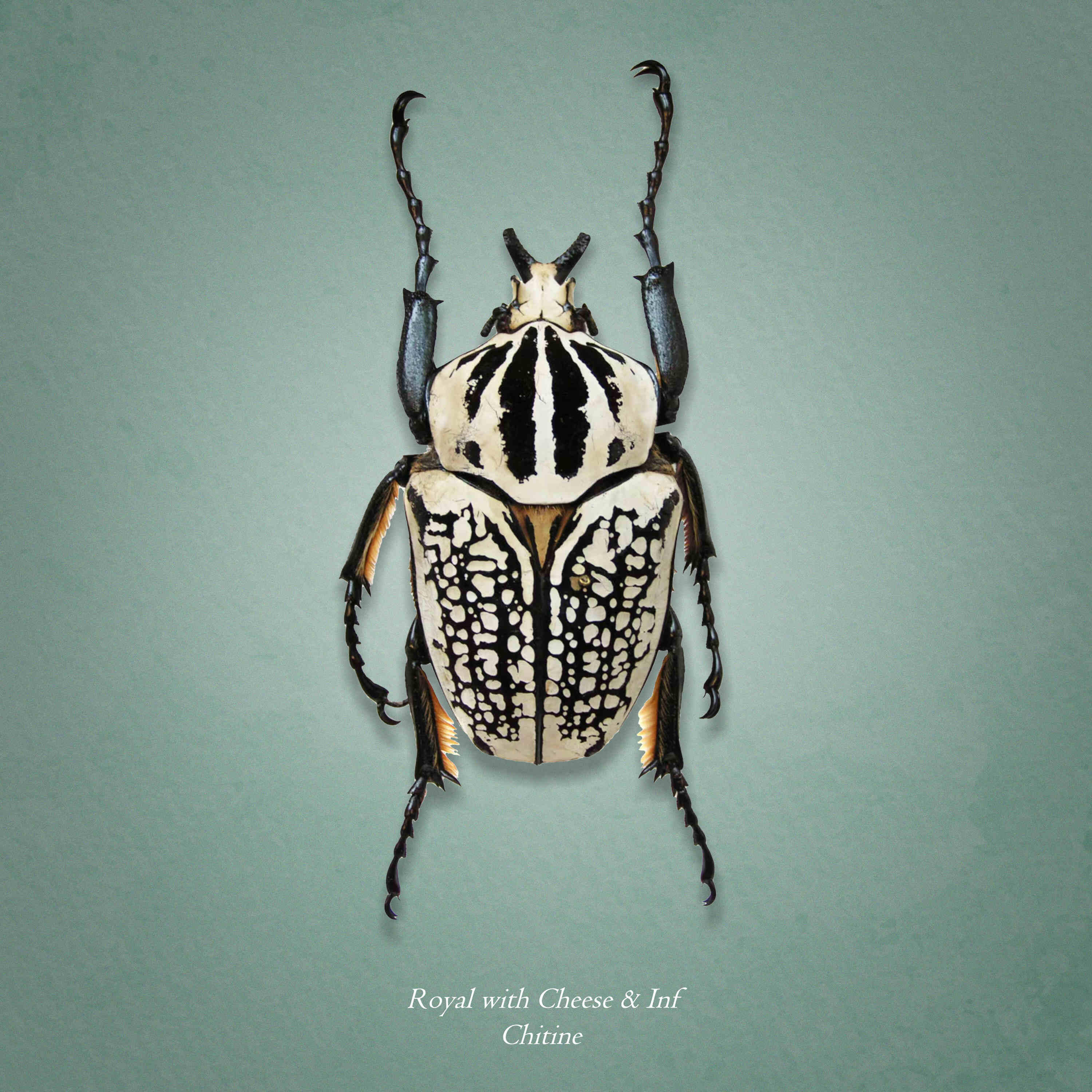 Релиз Chitine