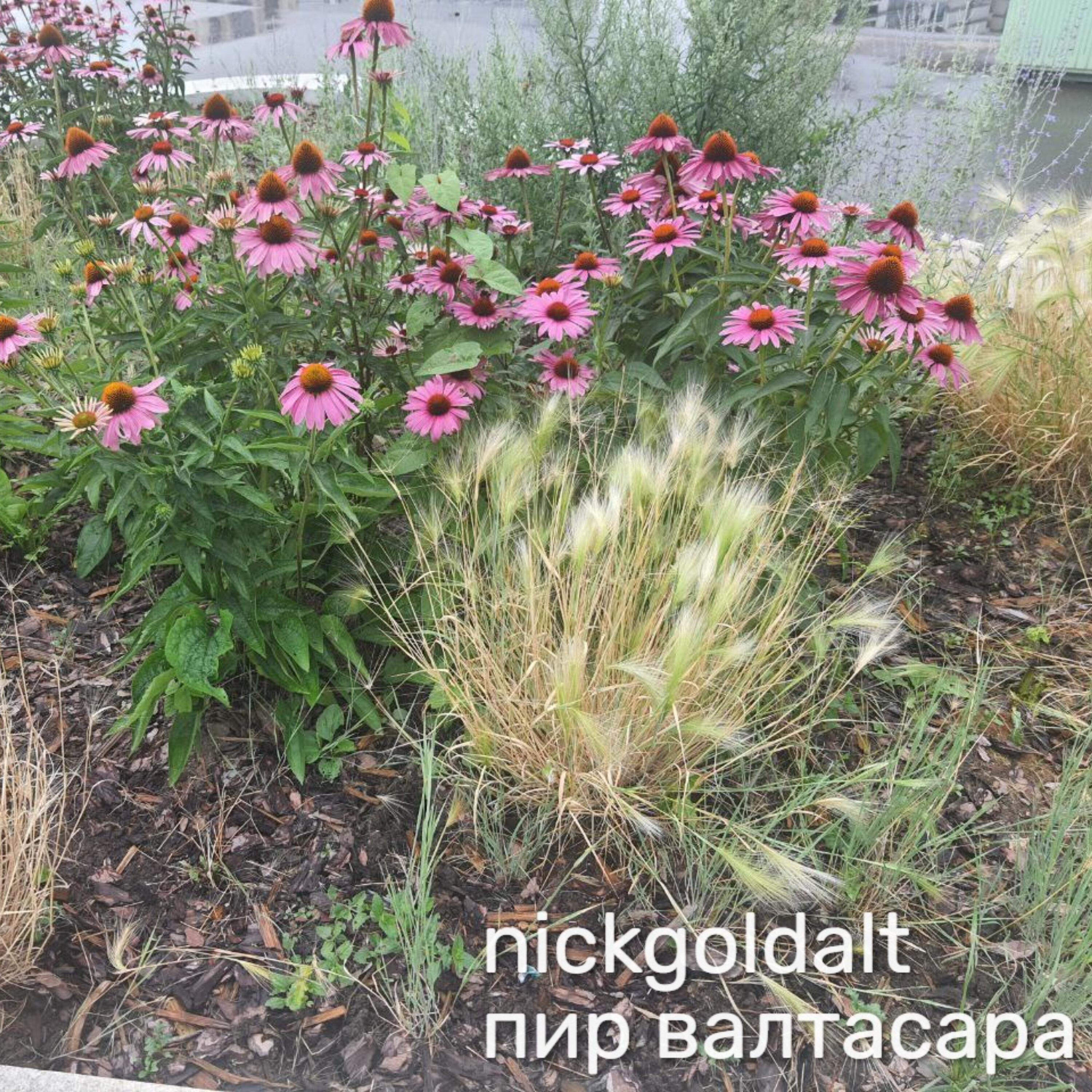Релиз Пир Валтасара