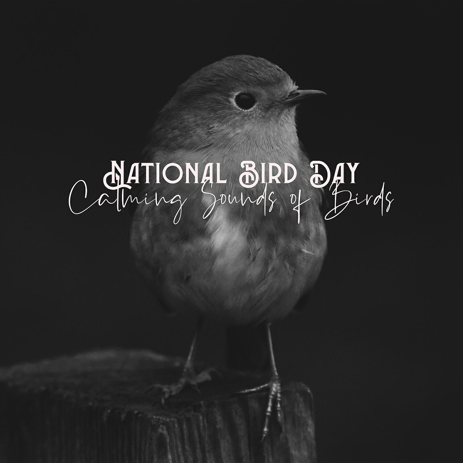 Релиз National Bird Day: Calming Sounds of Birds
