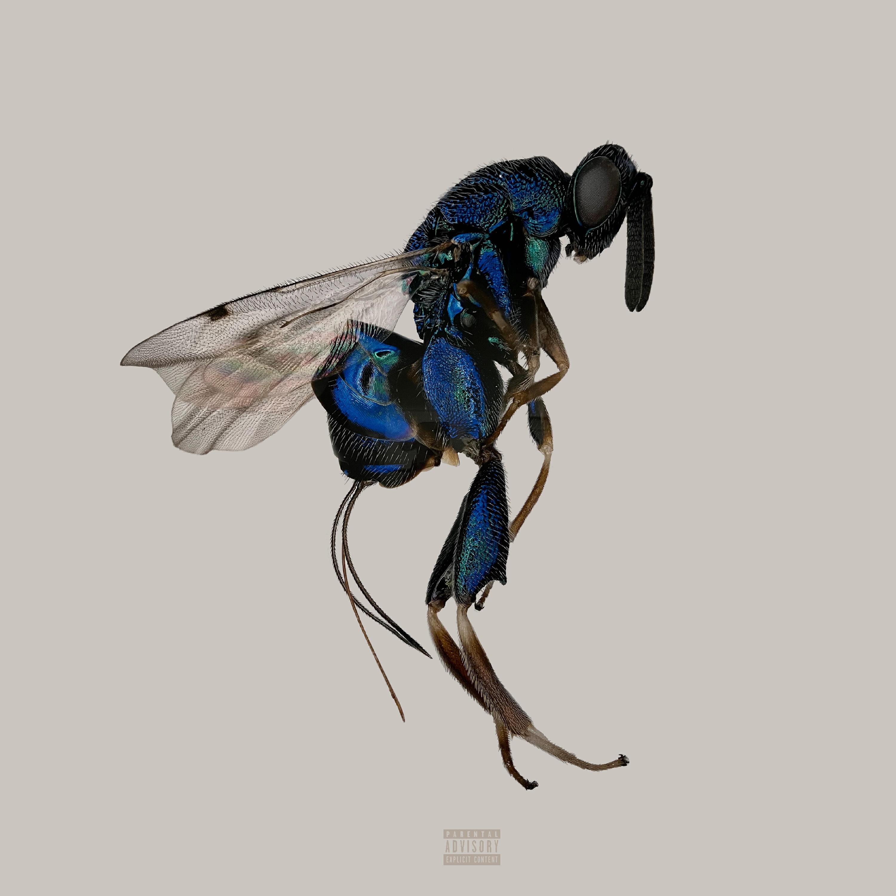 Релиз Beyoncé's Perfect
