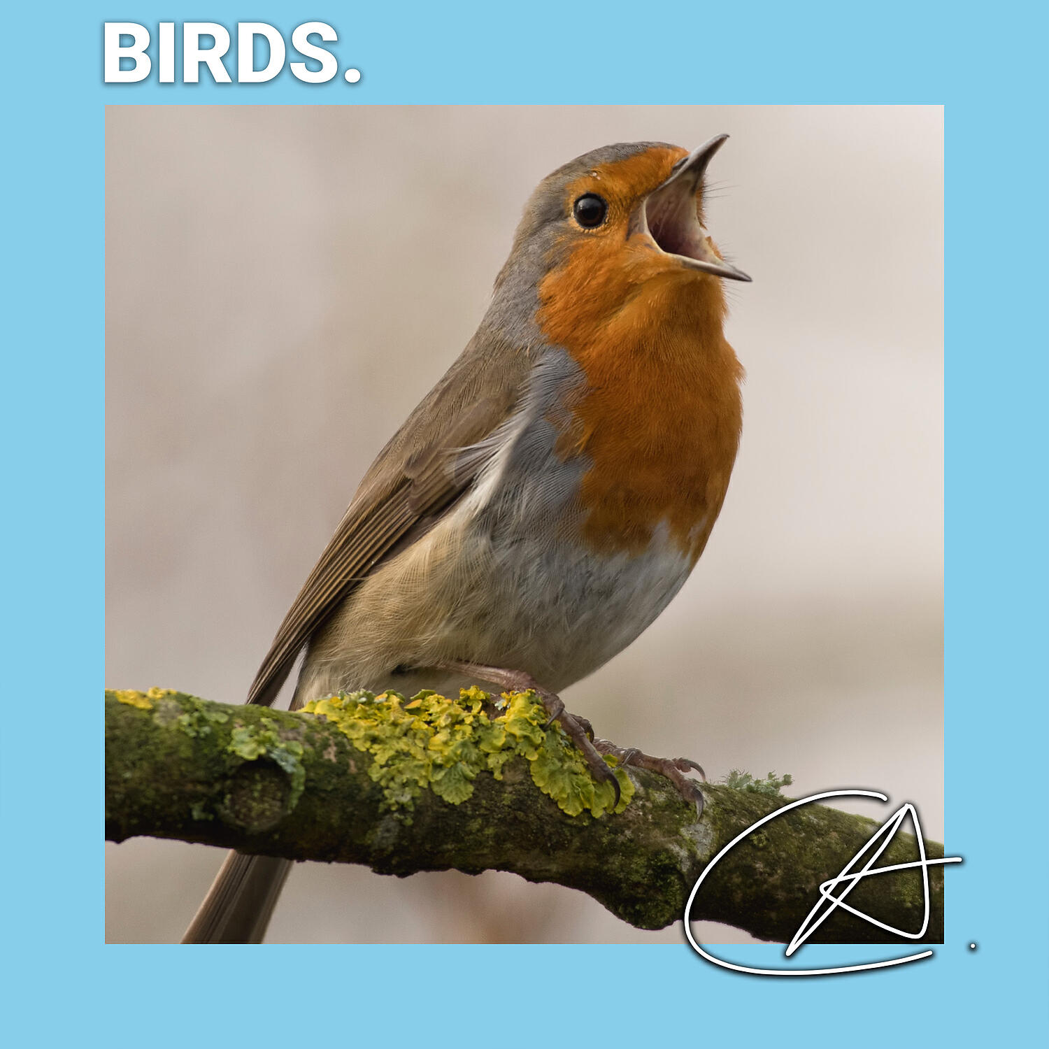 Релиз Songs By Birds in the Nature