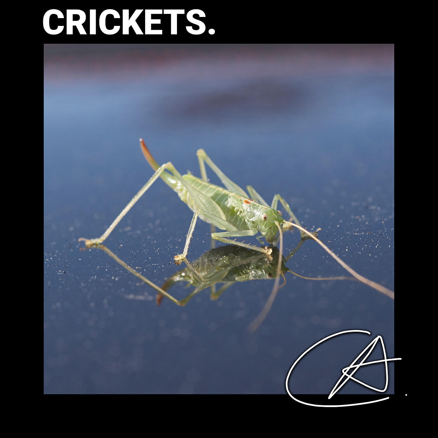 Релиз Cricket Sounds
