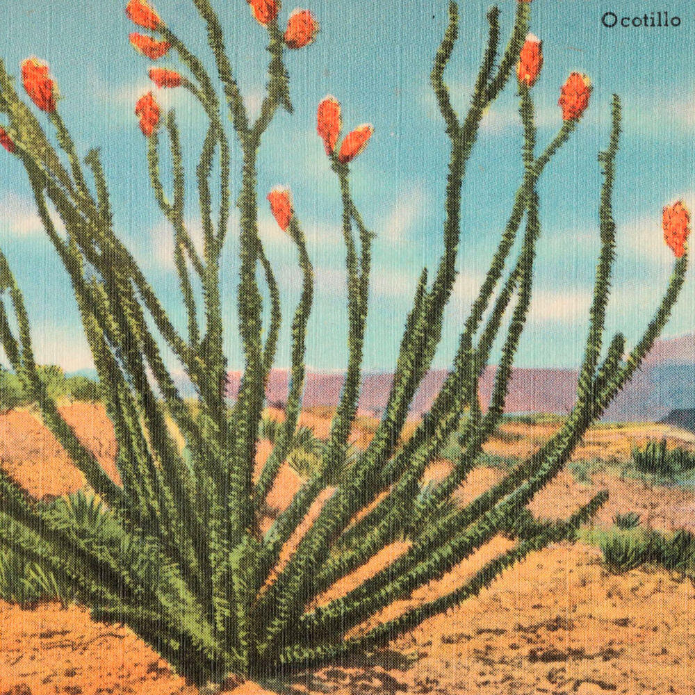 Релиз Ocotillo