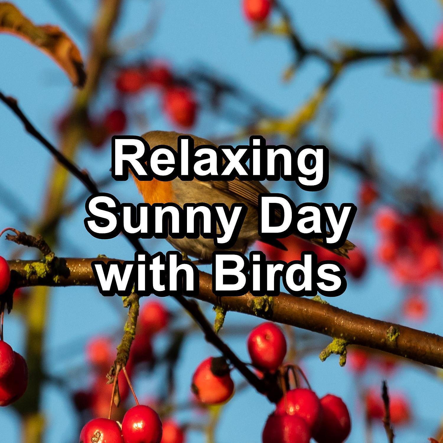 Релиз Relaxing Sunny Day with Birds