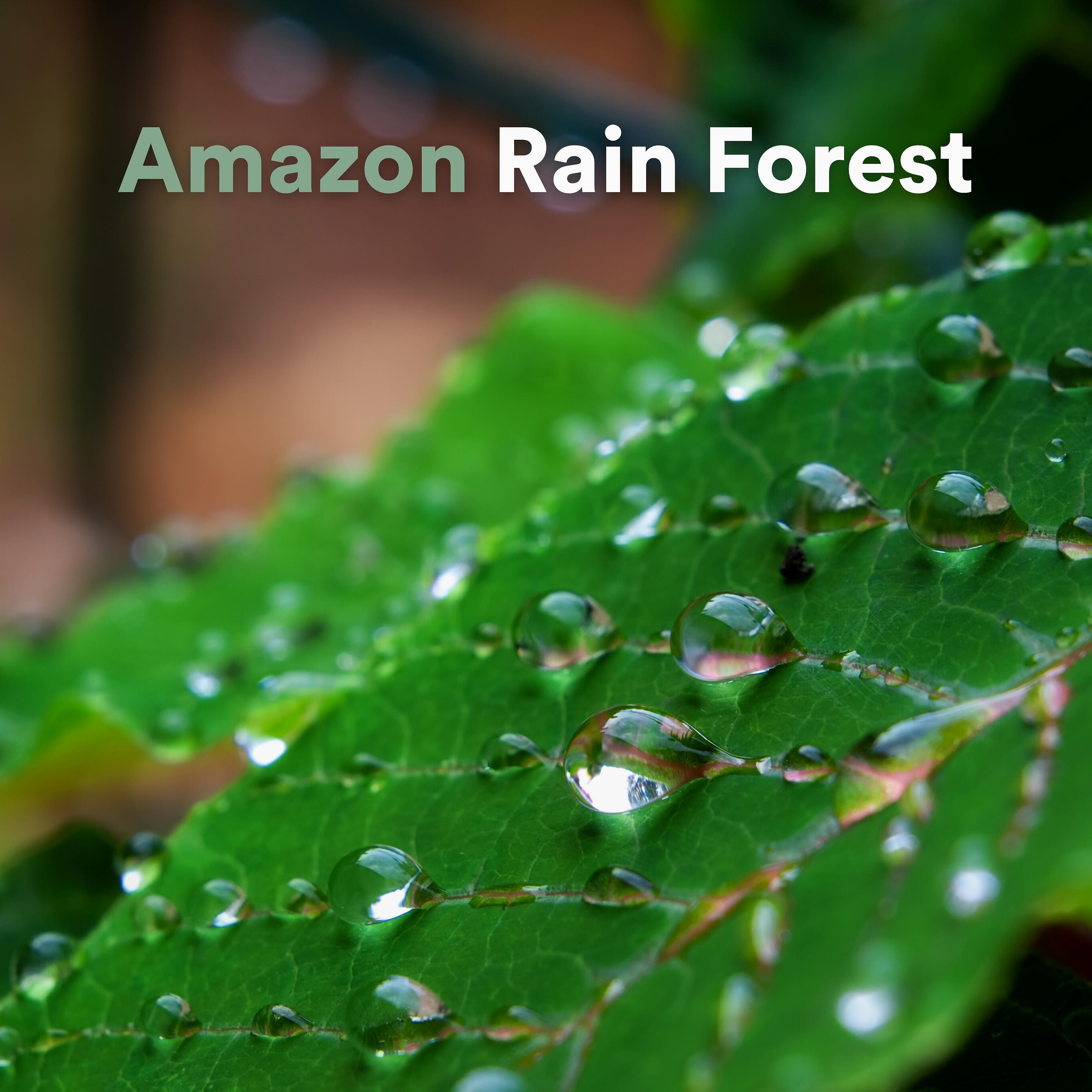 Релиз Amazon Rain Forest