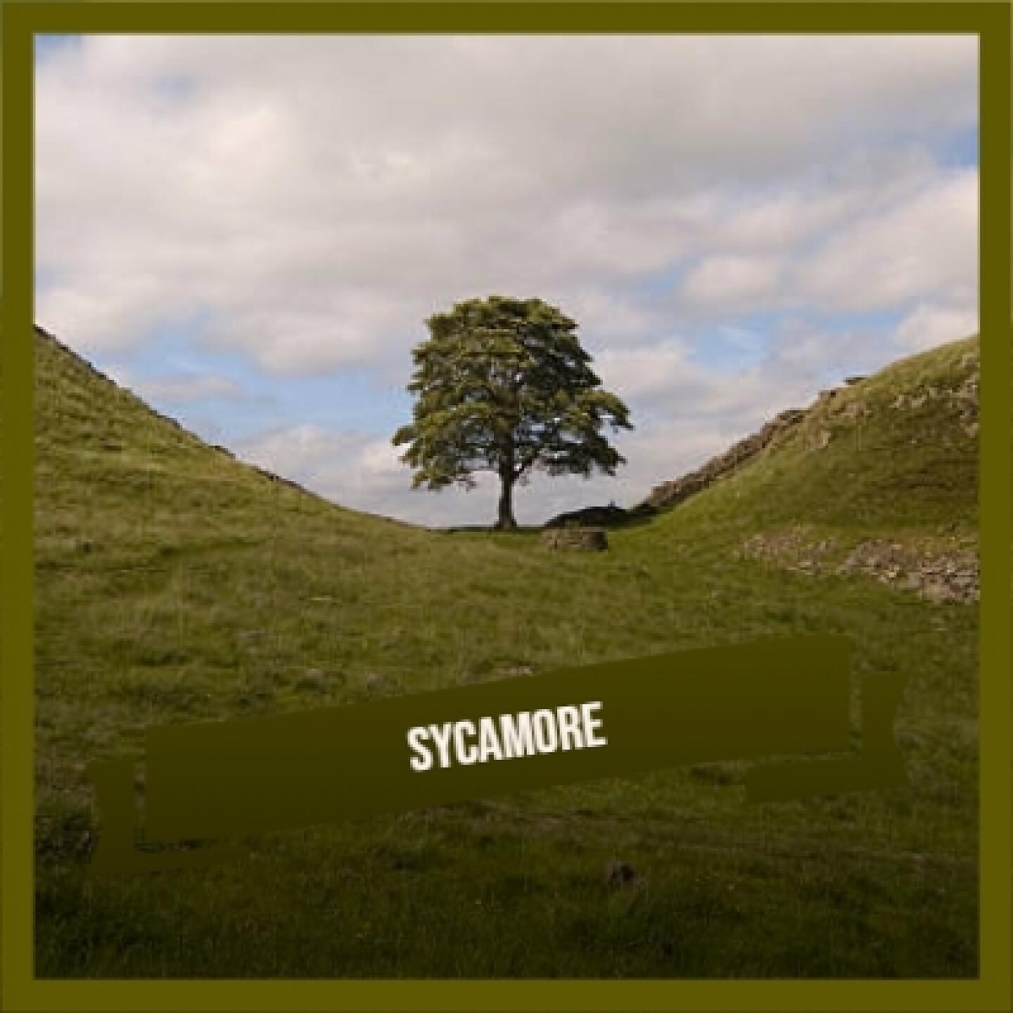 Постер альбома Sycamore
