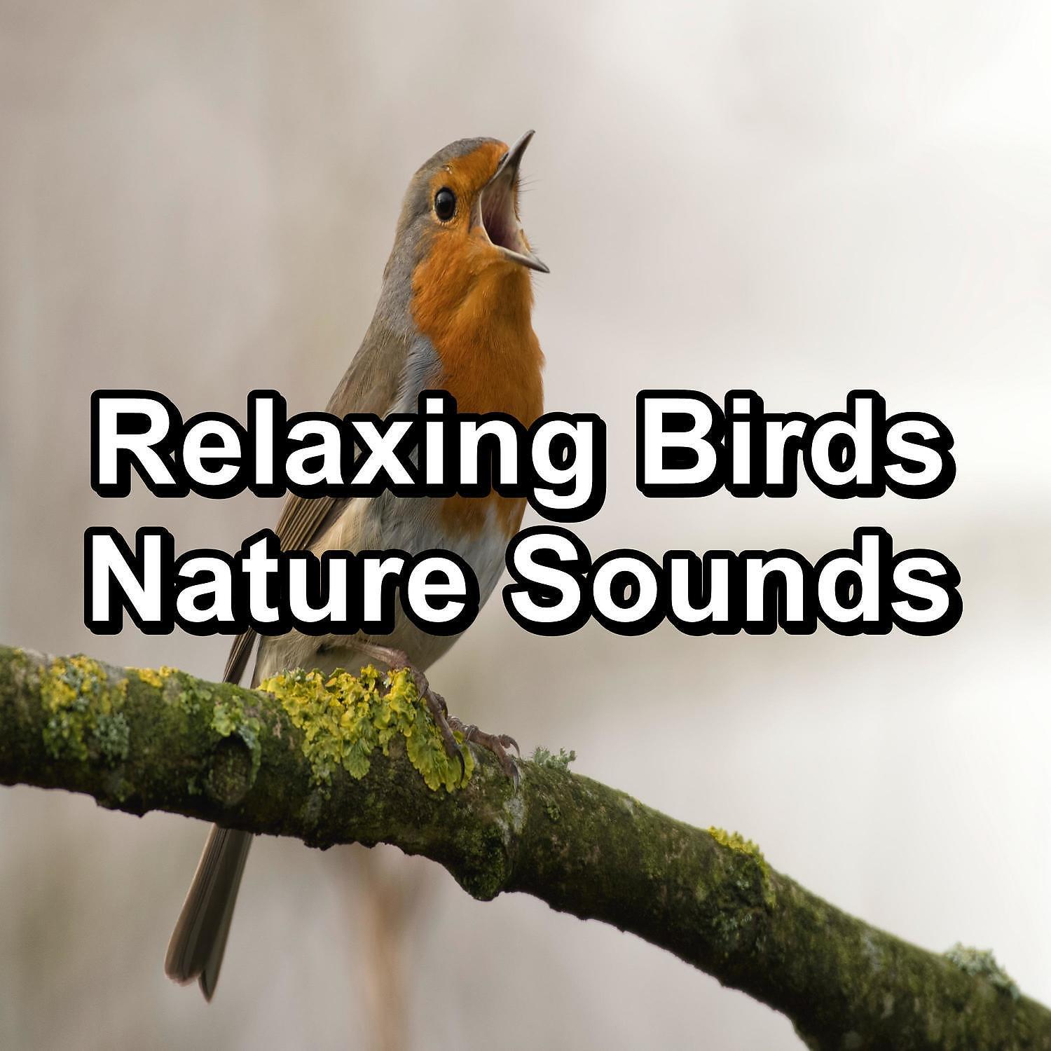 Релиз Relaxing Birds  Nature Sounds
