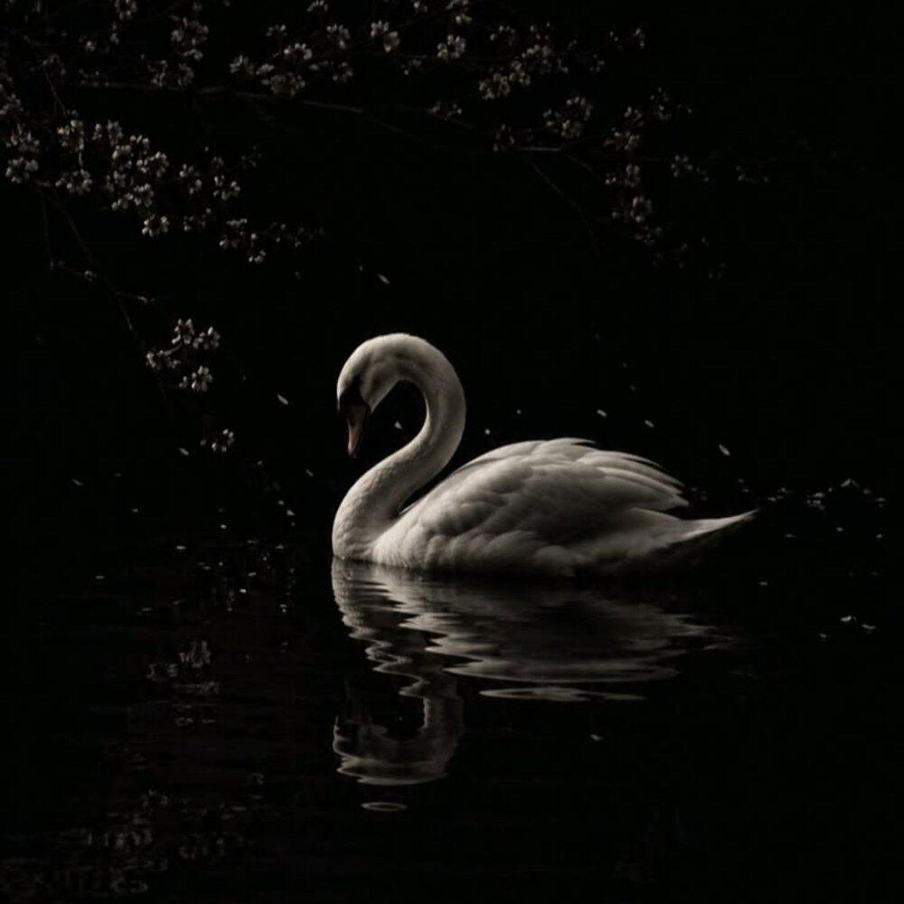 Релиз The Swan (Orchestral Version)