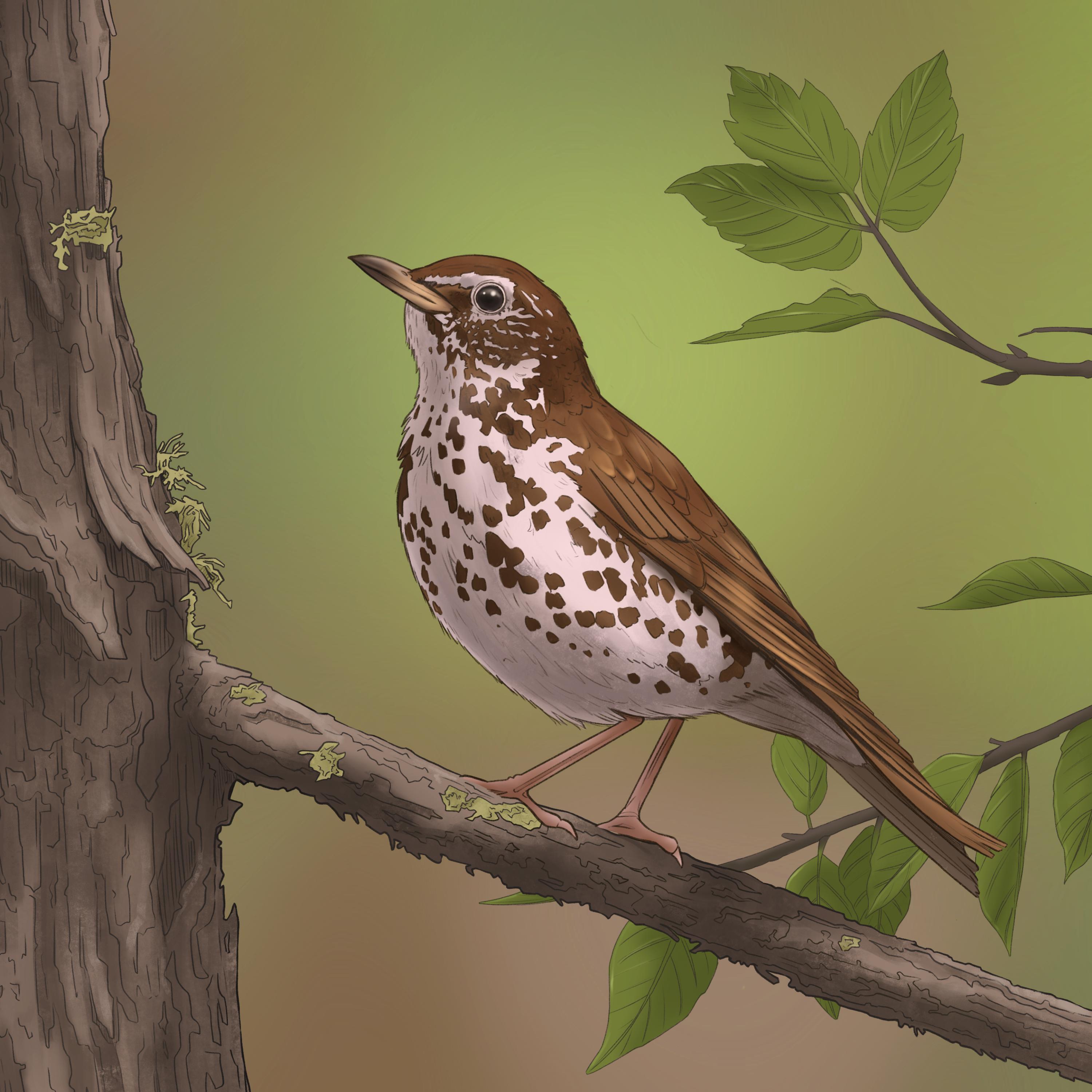 Релиз Wood Thrush