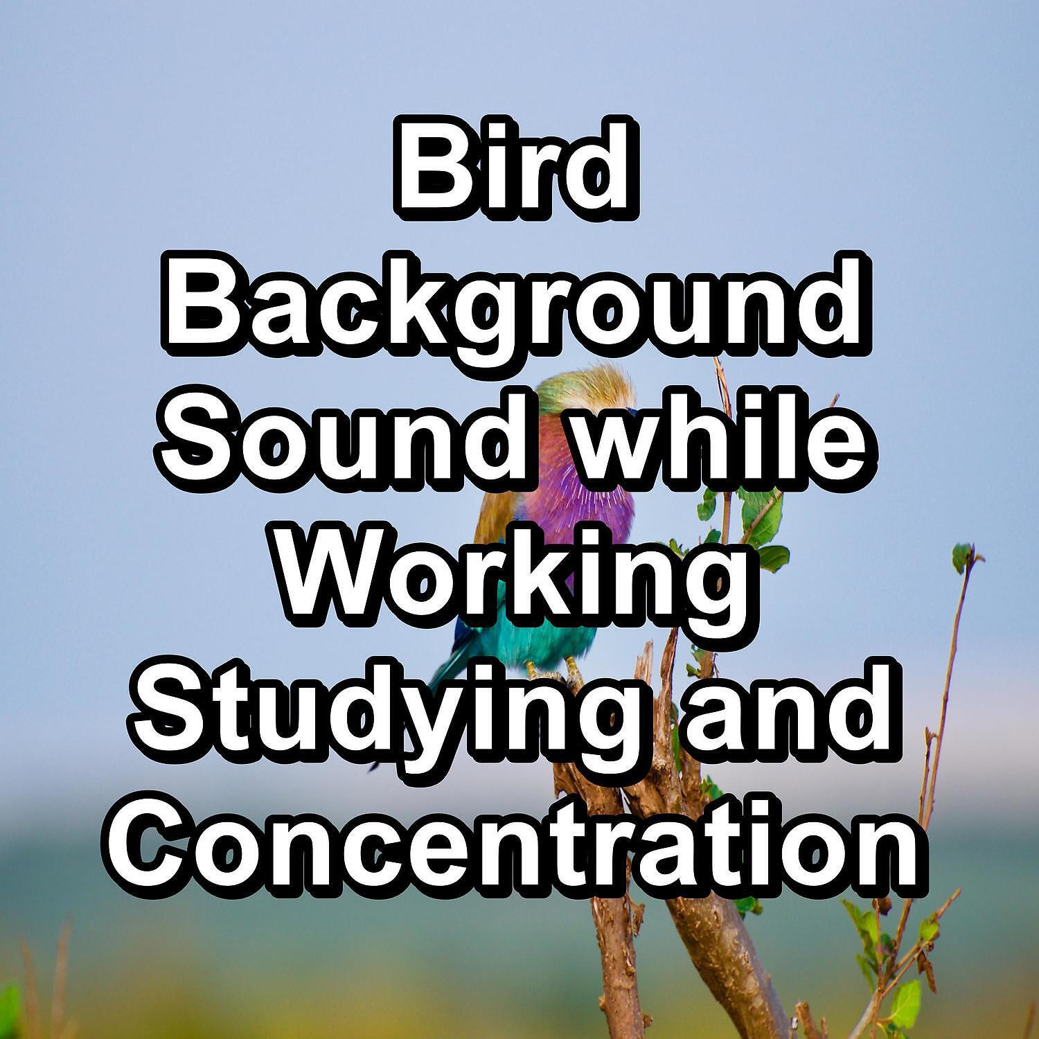 Релиз Bird Background Sound while Working Studying and Concentration