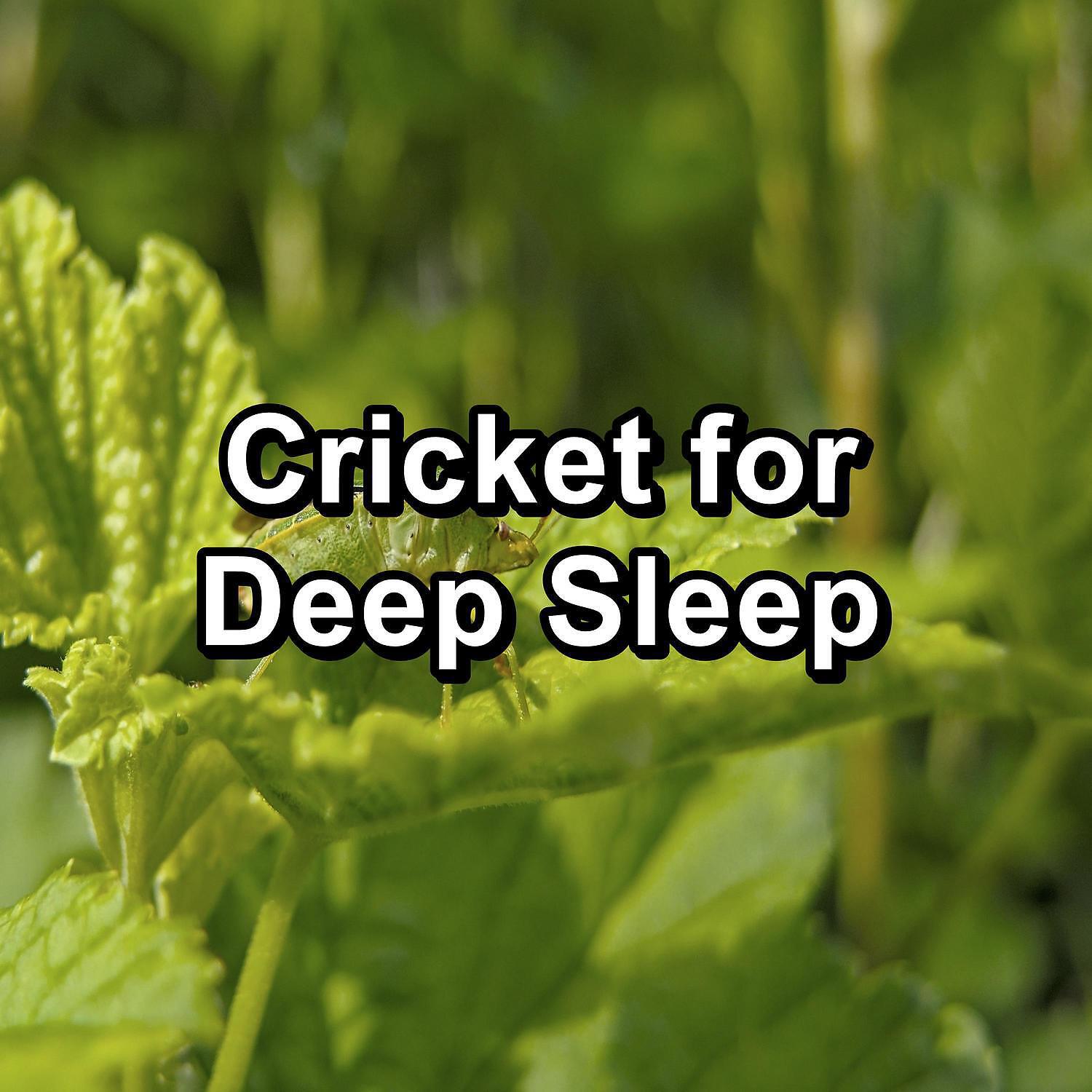 Релиз Cricket for Deep Sleep