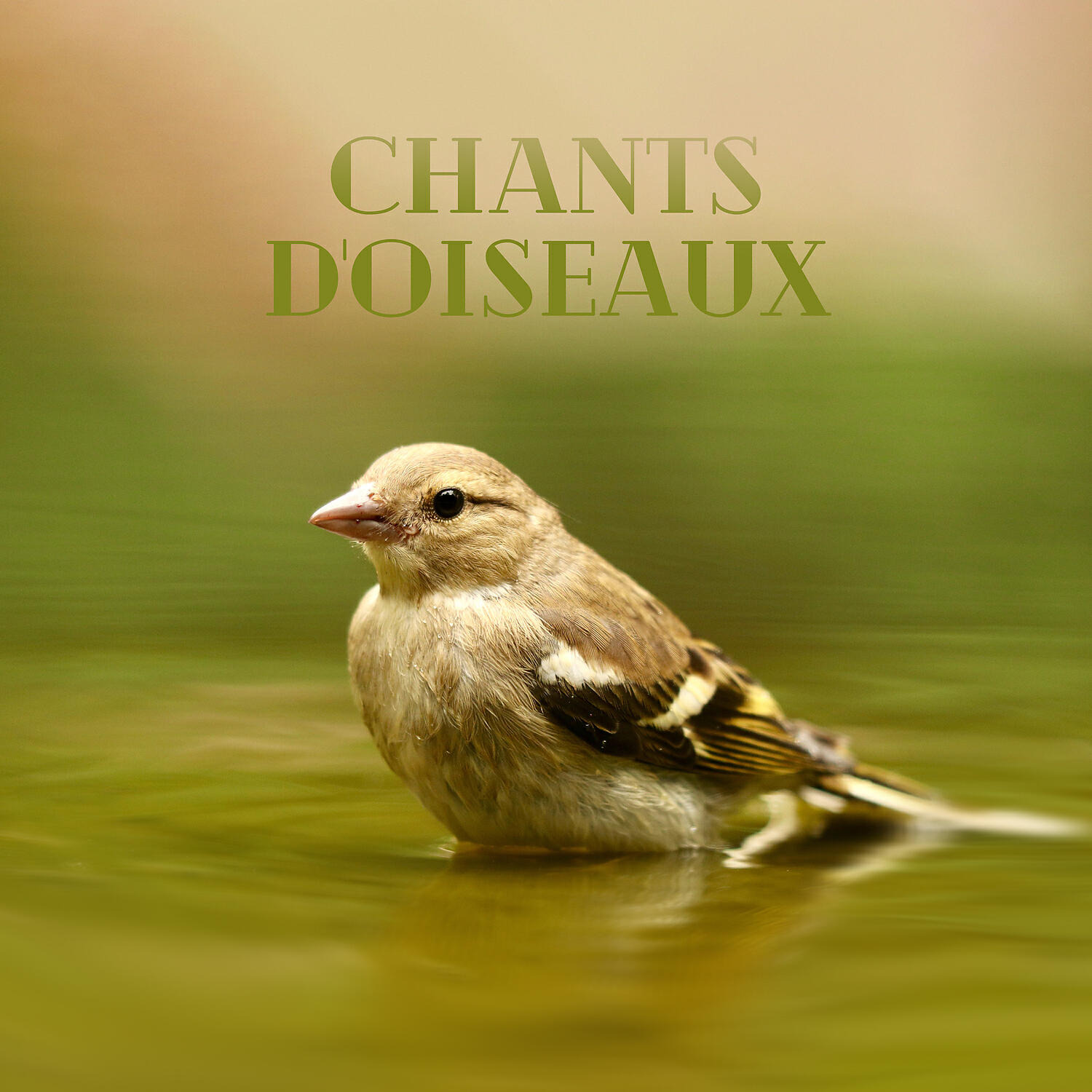 Релиз Chants d'oiseaux: Méditation proche de la nature, Moment de détente, De respiration, De régénération et d'équilibre