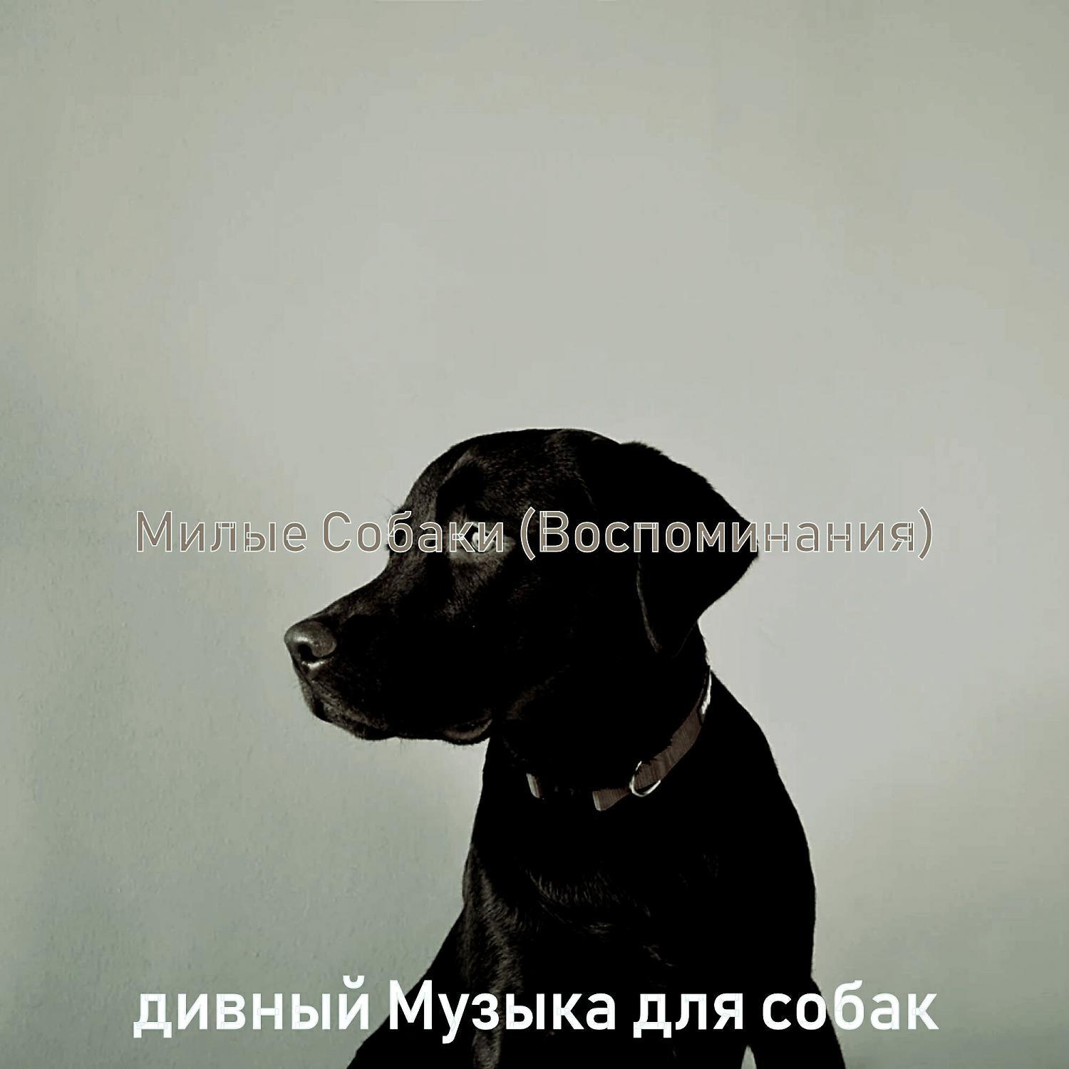 дивный Музыка для собак