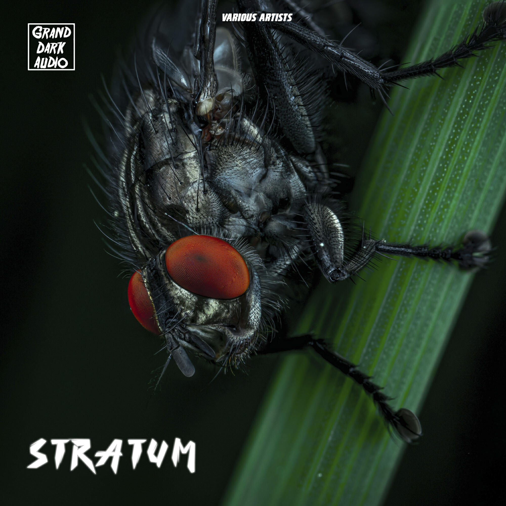 Релиз Stratum