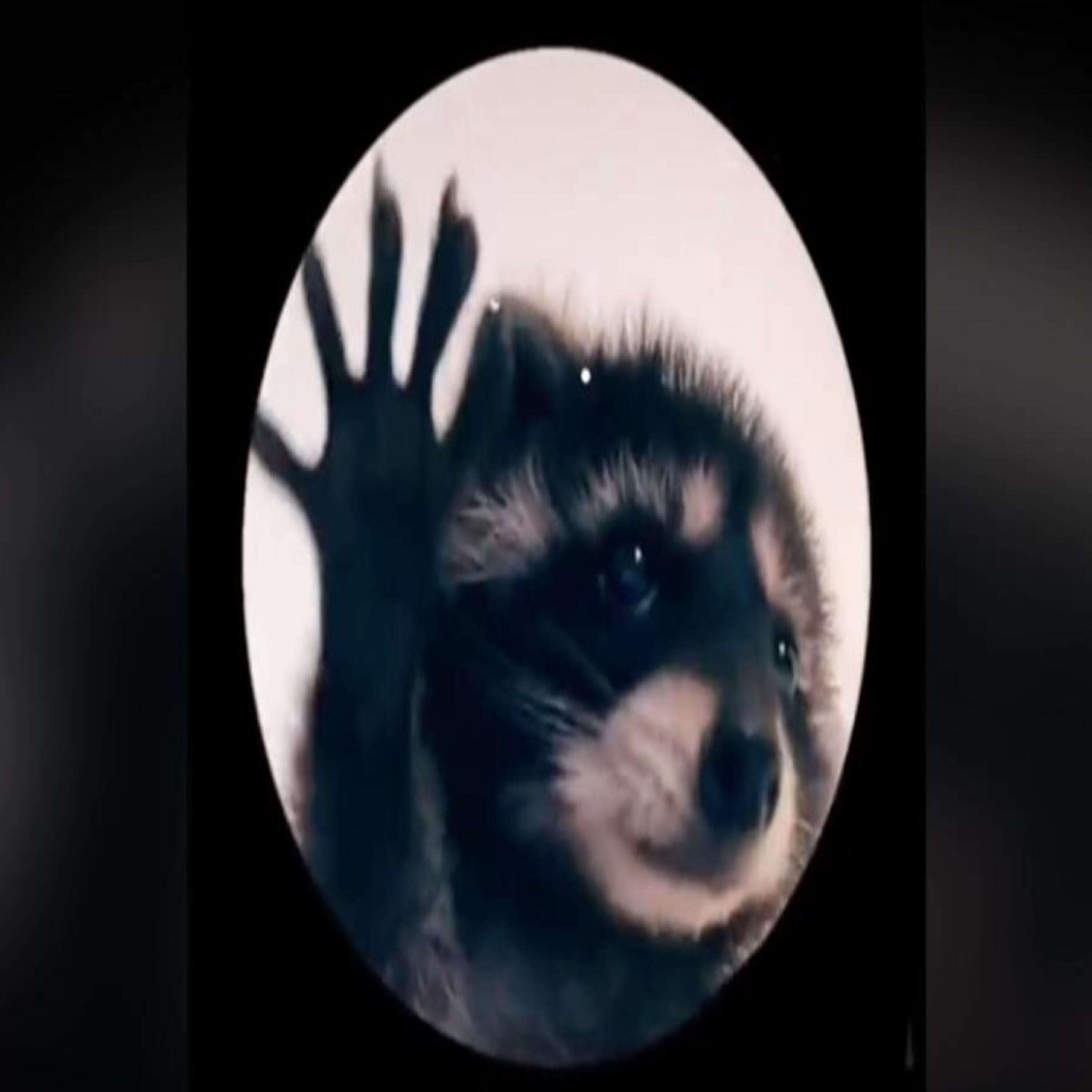 Релиз Pedro Pedro Pe Psy